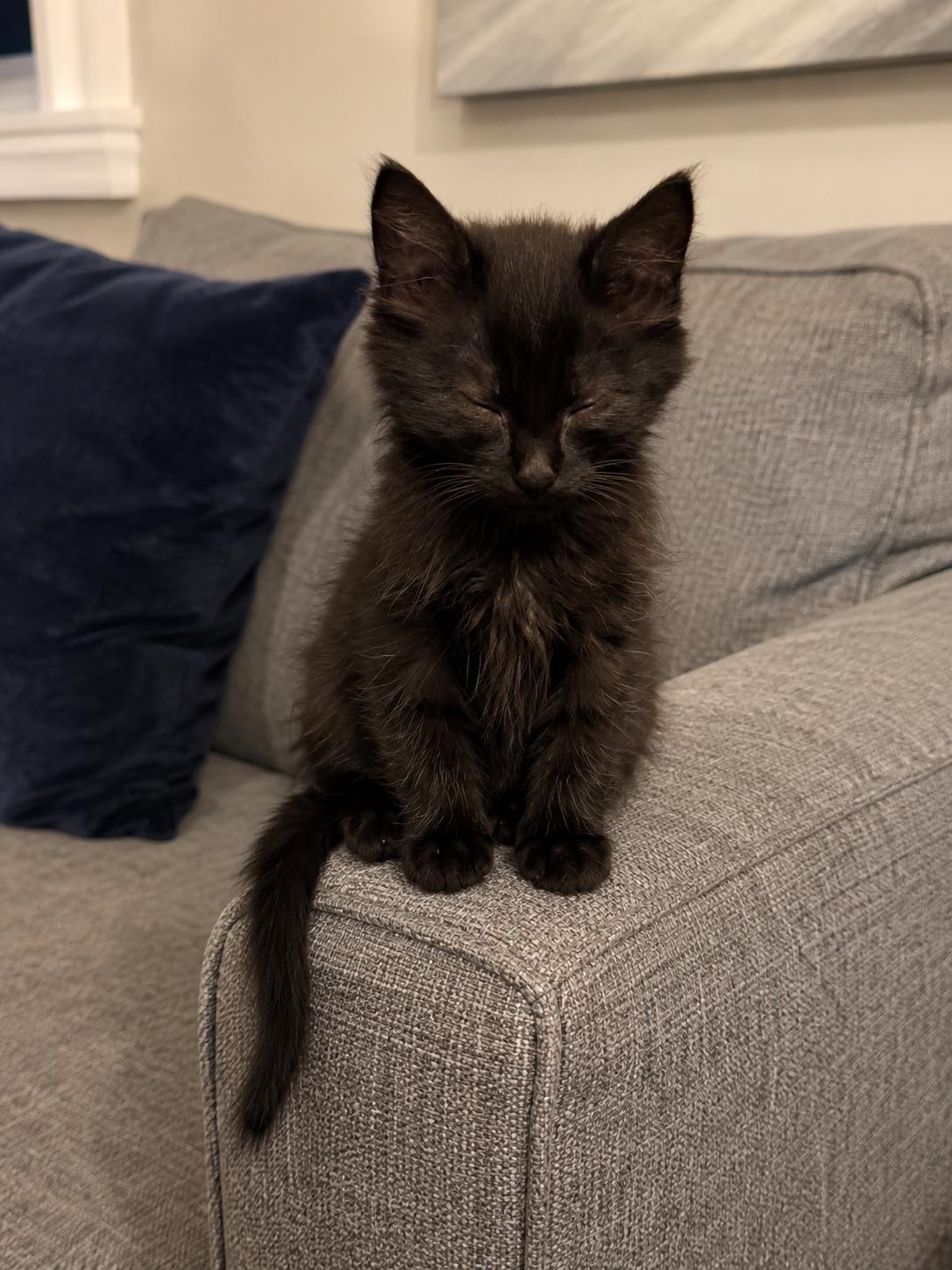 Shelly, a ADOPTABLE Domestic Long Hair in Bonney Lake, WA image 4/6