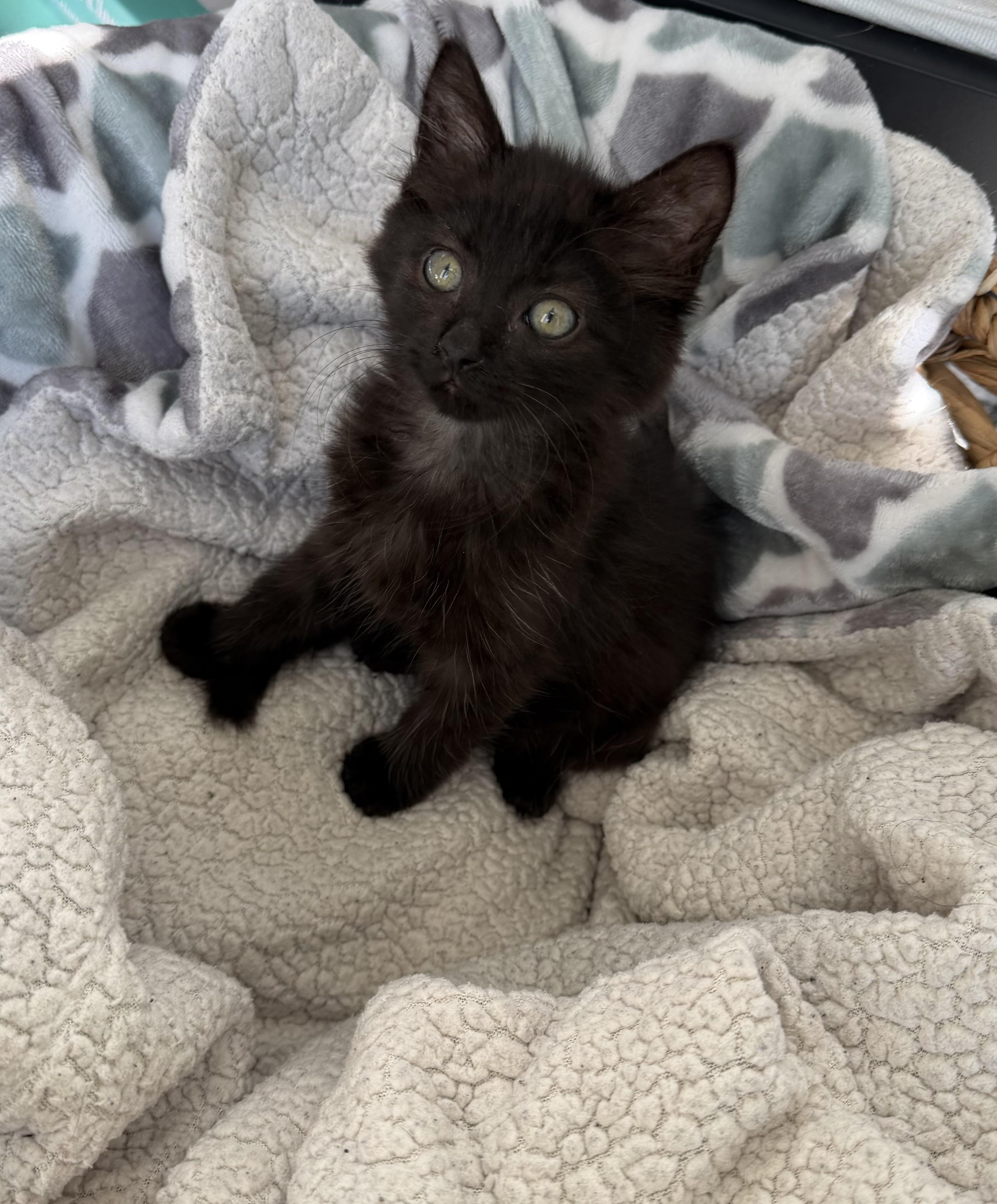 Shelly, a ADOPTABLE Domestic Long Hair in Bonney Lake, WA image 2/6