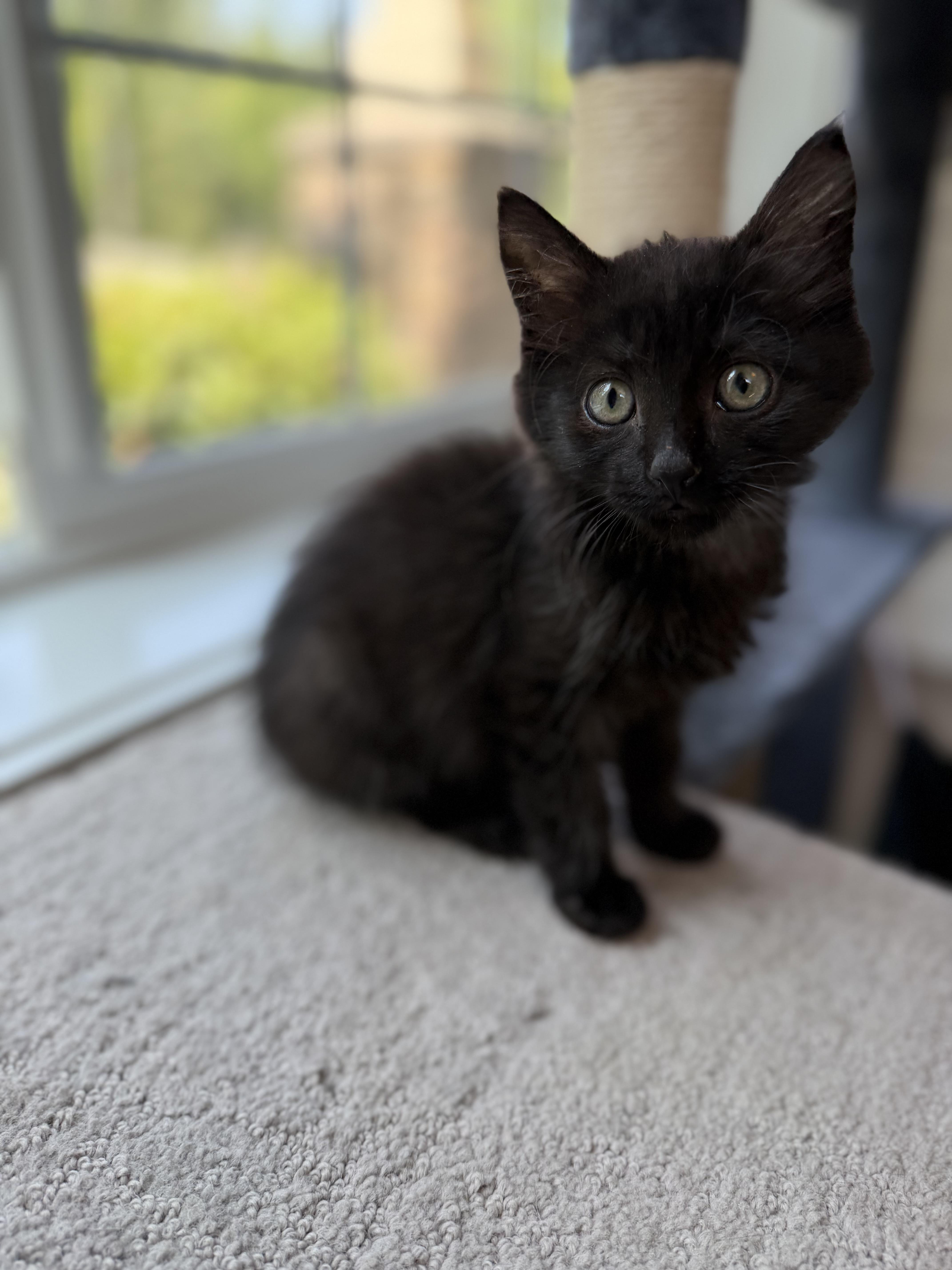 Shelly, a ADOPTABLE Domestic Long Hair in Bonney Lake, WA image 5/6