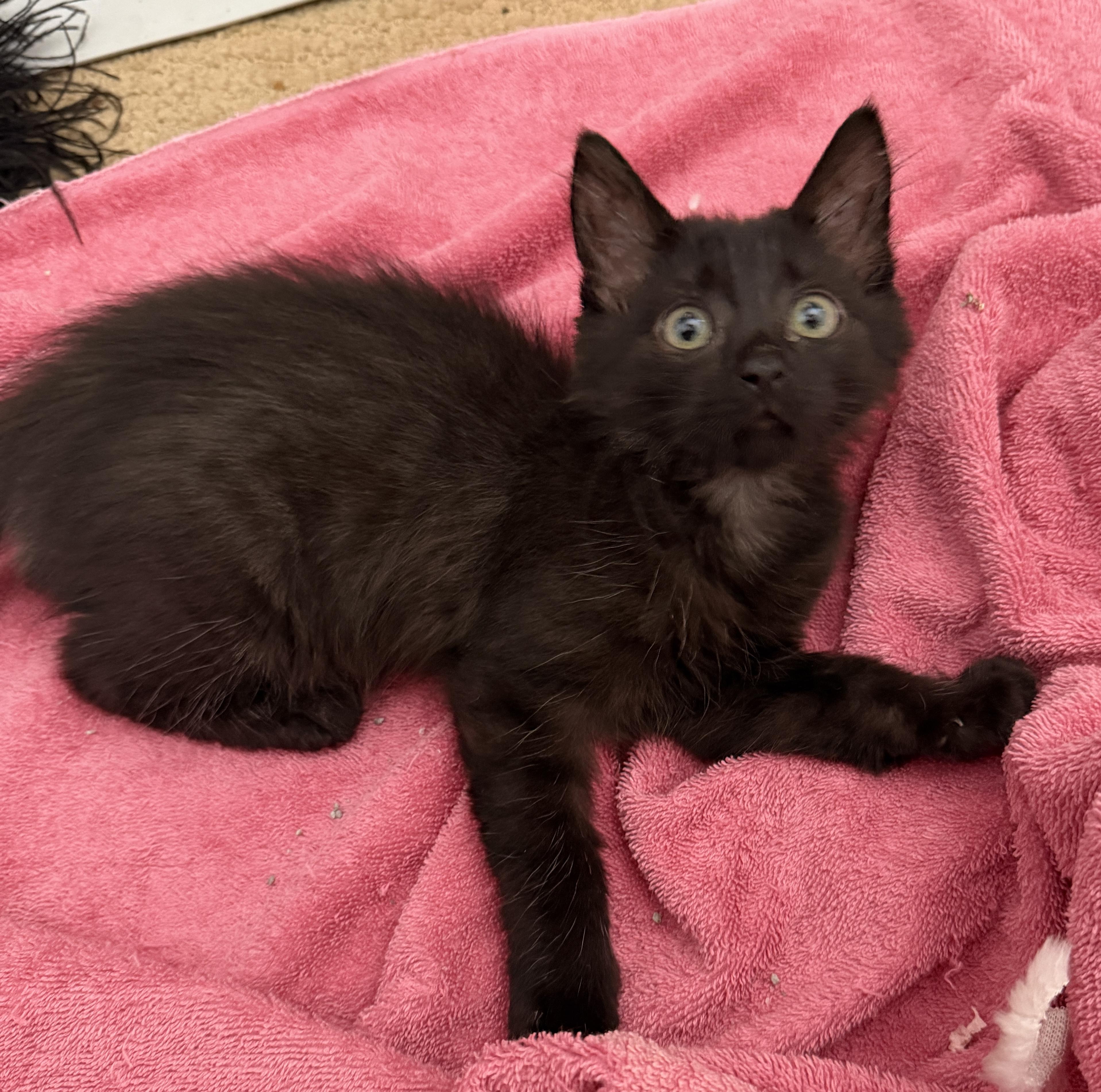 Shelly, a ADOPTABLE Domestic Long Hair in Bonney Lake, WA image 1/6