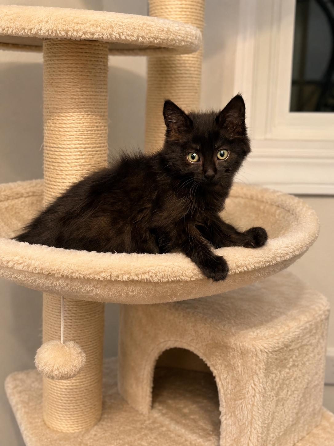 Shelly, a ADOPTABLE Domestic Long Hair in Bonney Lake, WA image 1/6