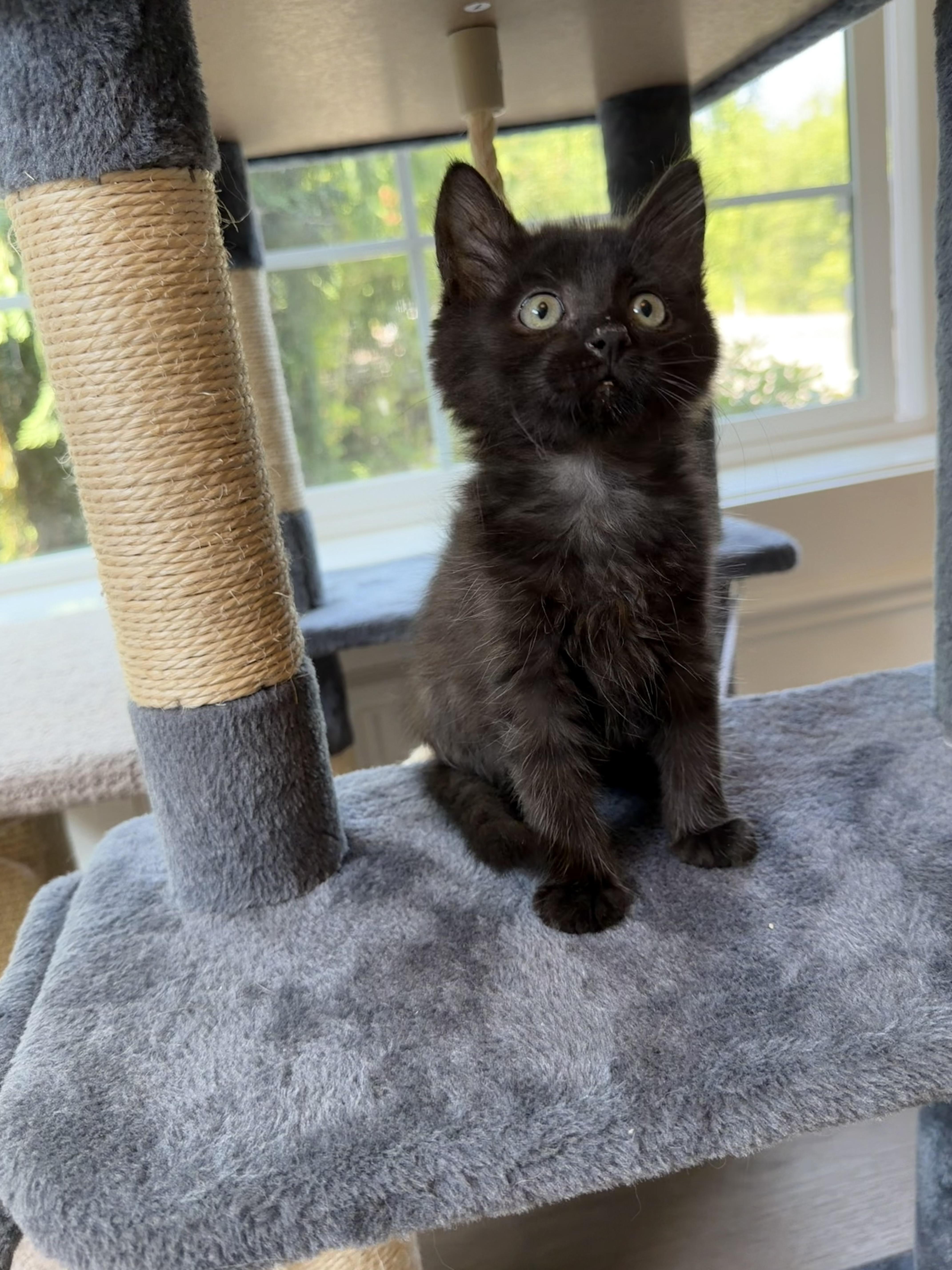 Shelly, a ADOPTABLE Domestic Long Hair in Bonney Lake, WA image 6/6