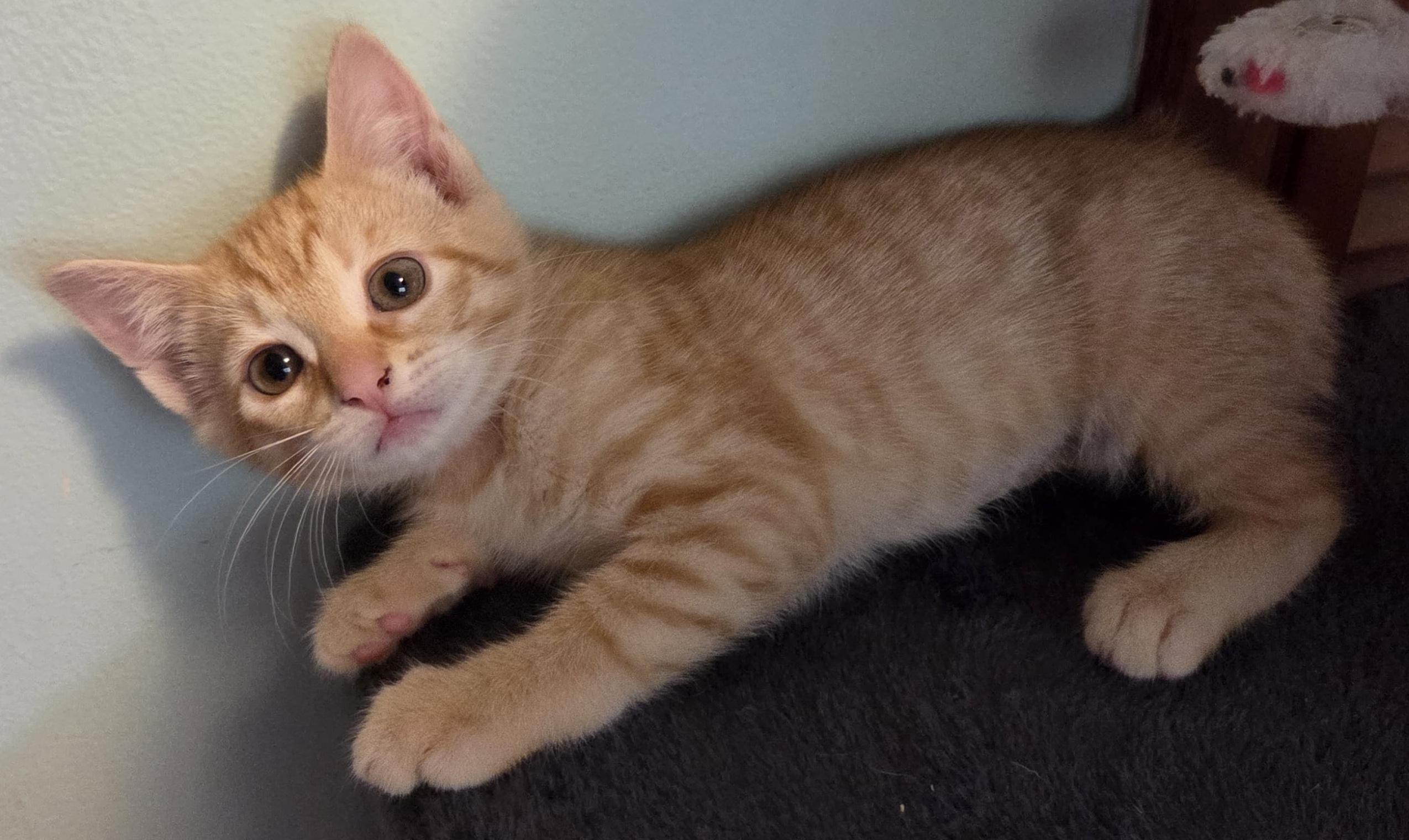 Enlarge Fiona, an adopted Tabby in Lake Oswego, OR image 3/3