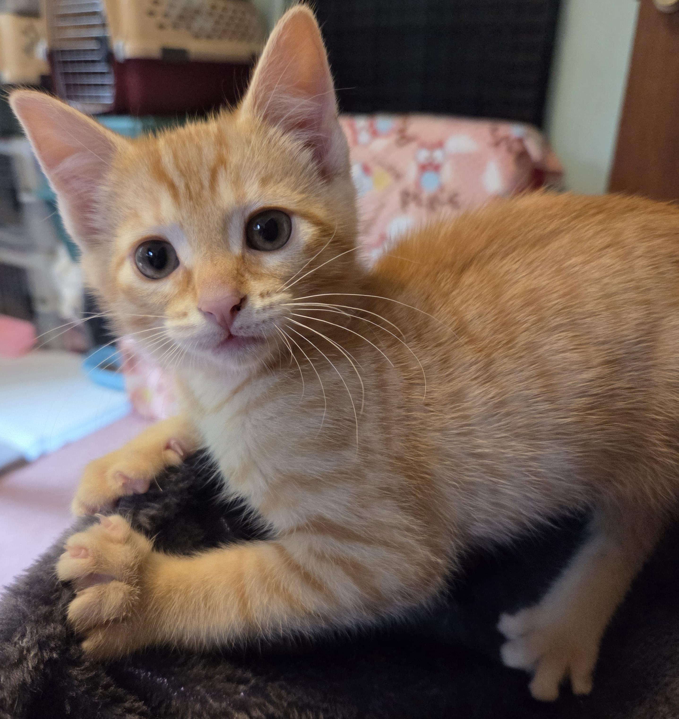 Enlarge Fiona, an adopted Tabby in Lake Oswego, OR image 1/3