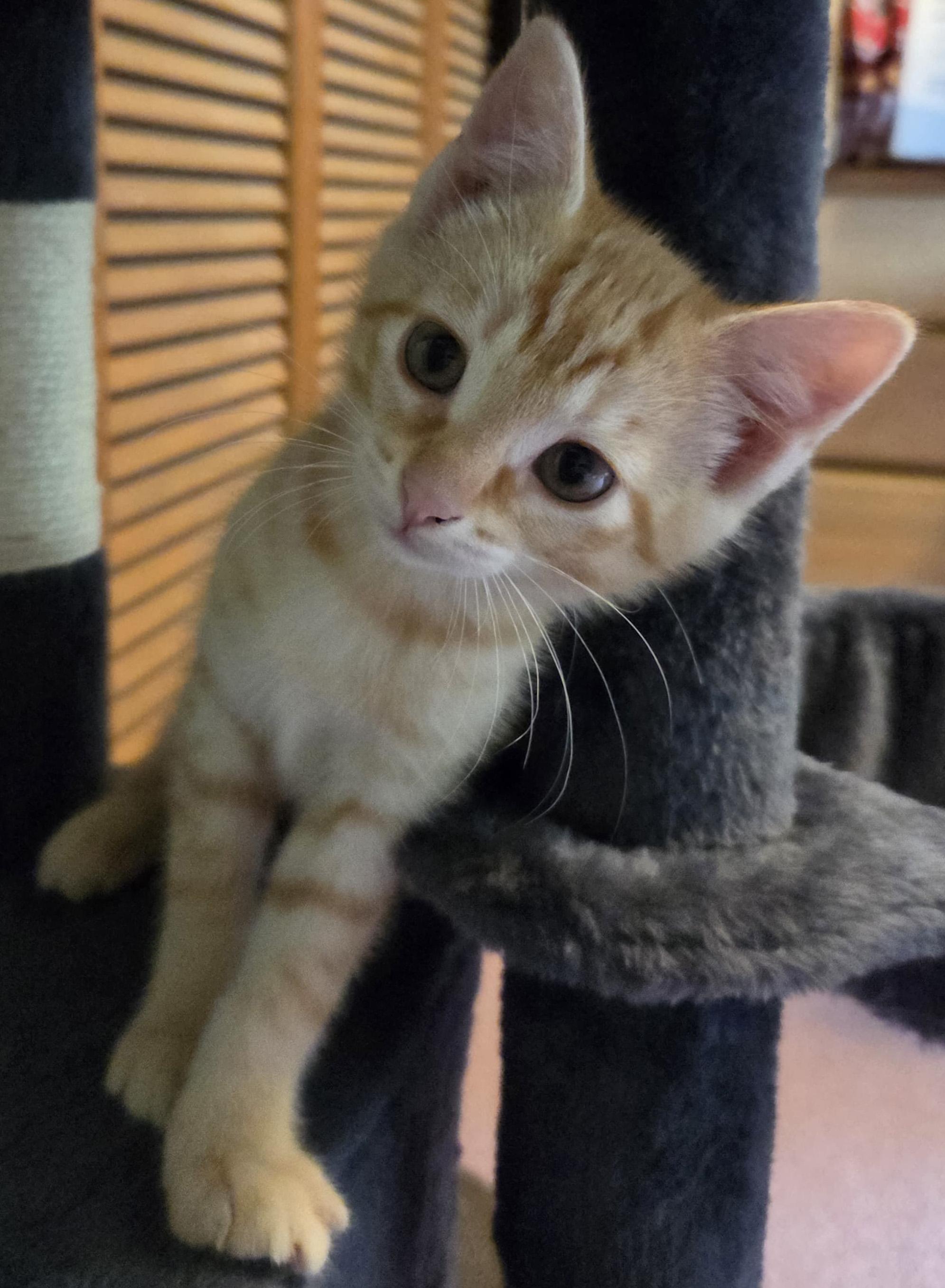 Enlarge Fiona, an adopted Tabby in Lake Oswego, OR image 2/3