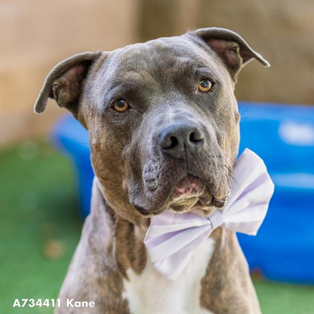 KANE, Adoptable, Adult Male Pit Bull Terrier.
