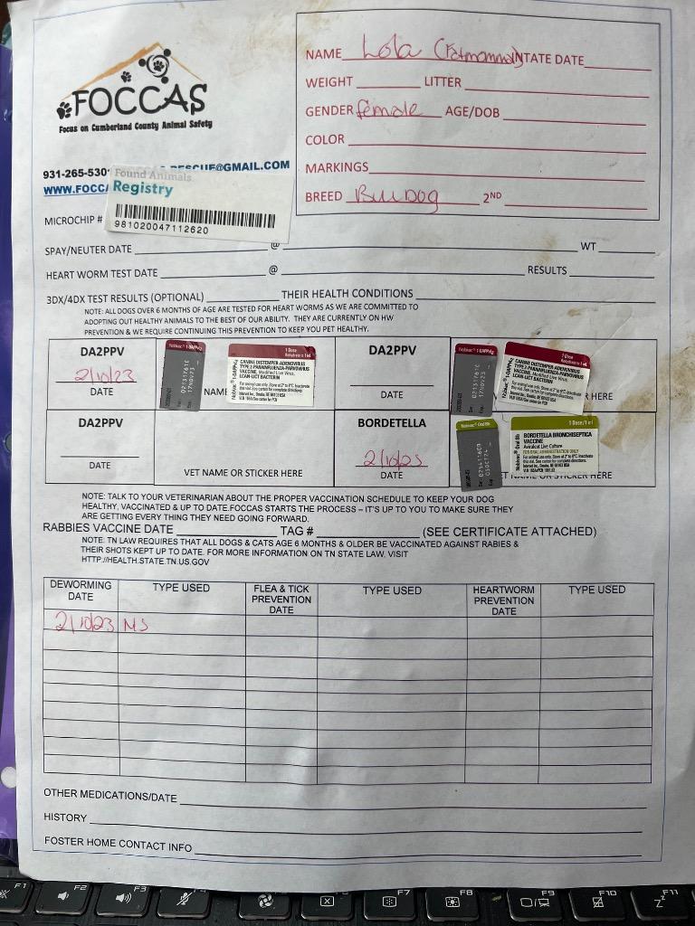 Enlarge LOLA, a Adoptable English Bulldog in Crossville, TN image 2/6