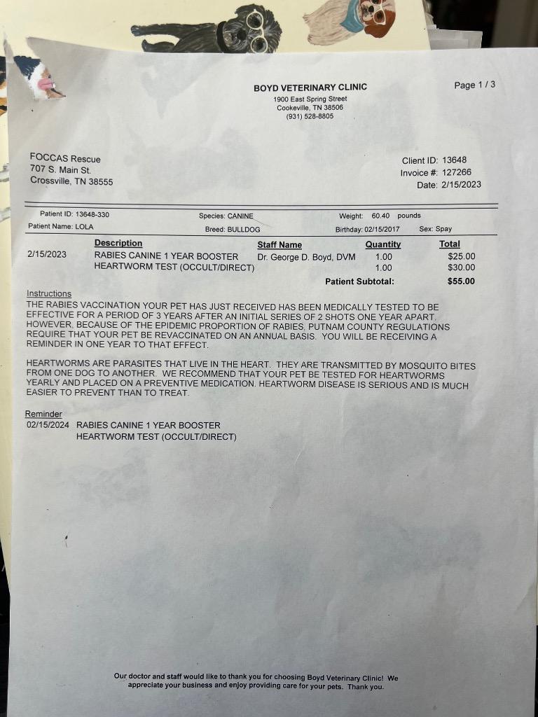 Enlarge LOLA, a Adoptable English Bulldog in Crossville, TN image 4/6