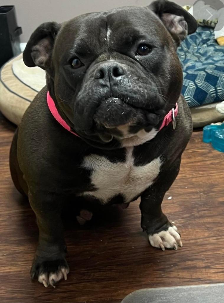 Enlarge LOLA, a Adoptable English Bulldog in Crossville, TN image 5/6