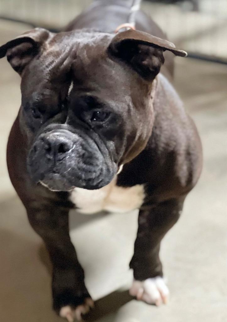 Enlarge LOLA, a Adoptable English Bulldog in Crossville, TN image 6/6