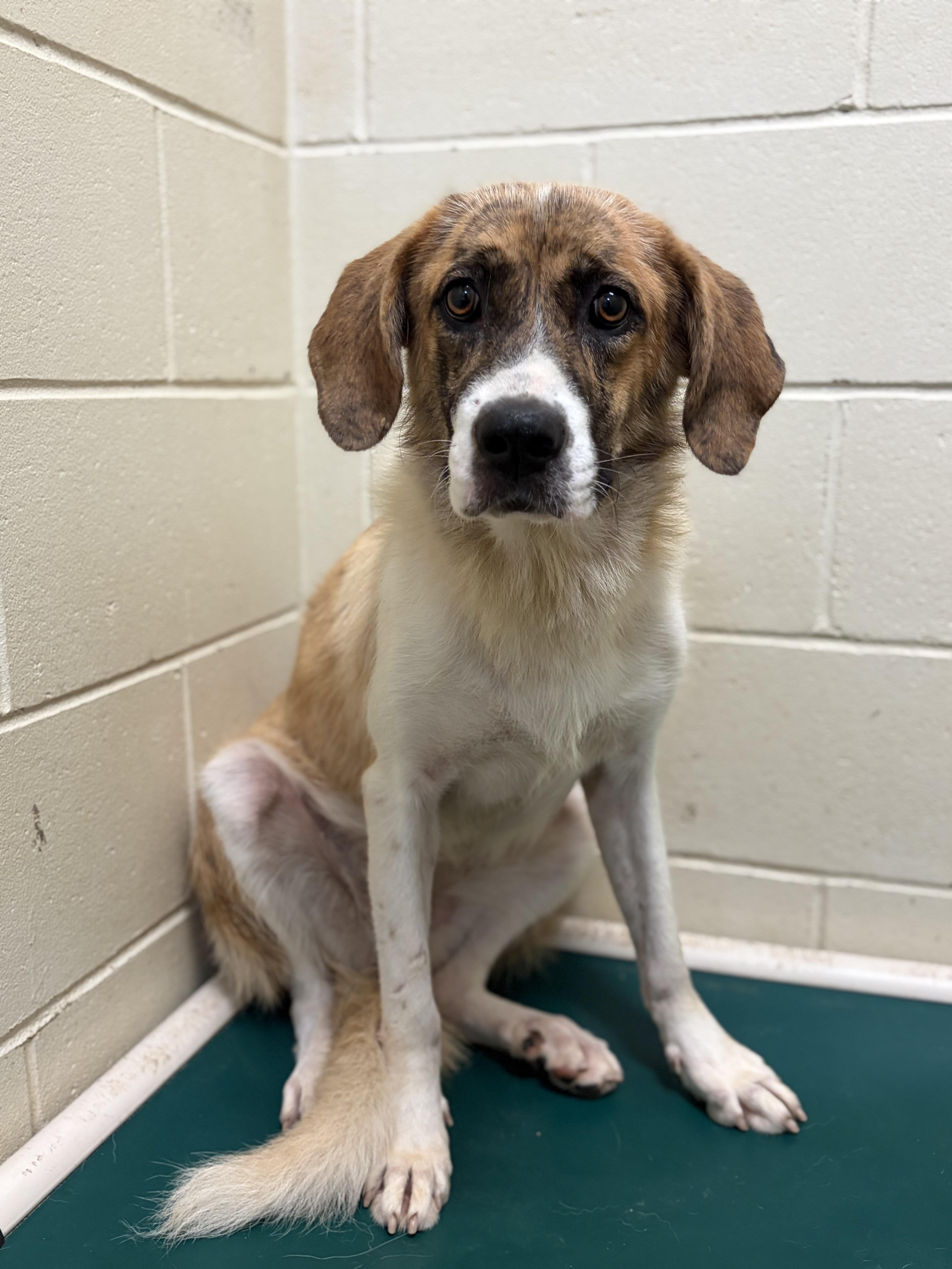 Bug, Adoptable, Young Female Mixed Breed.