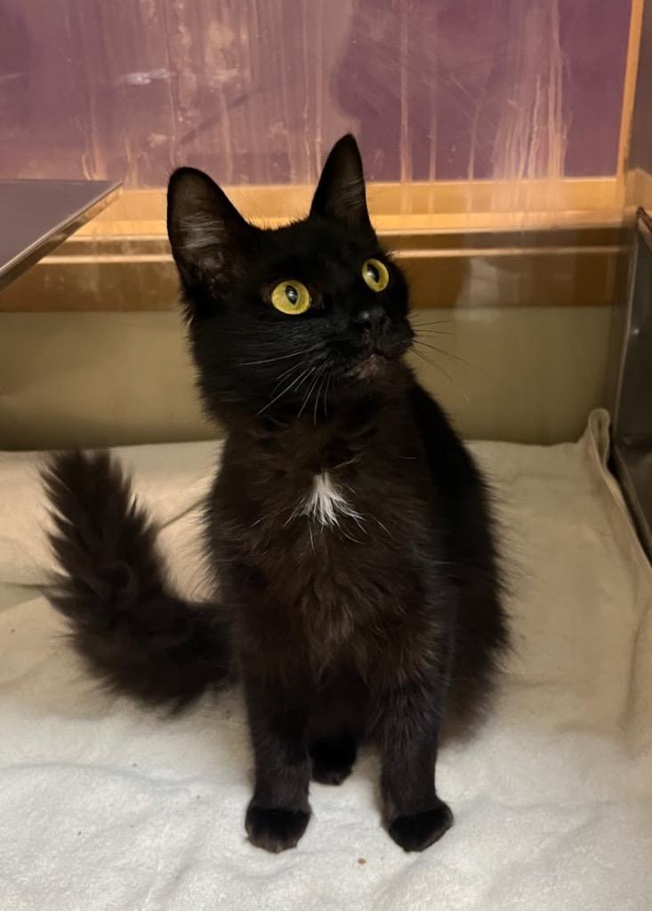 Enlarge Tony, a Adoptable mixed breed image 1/1