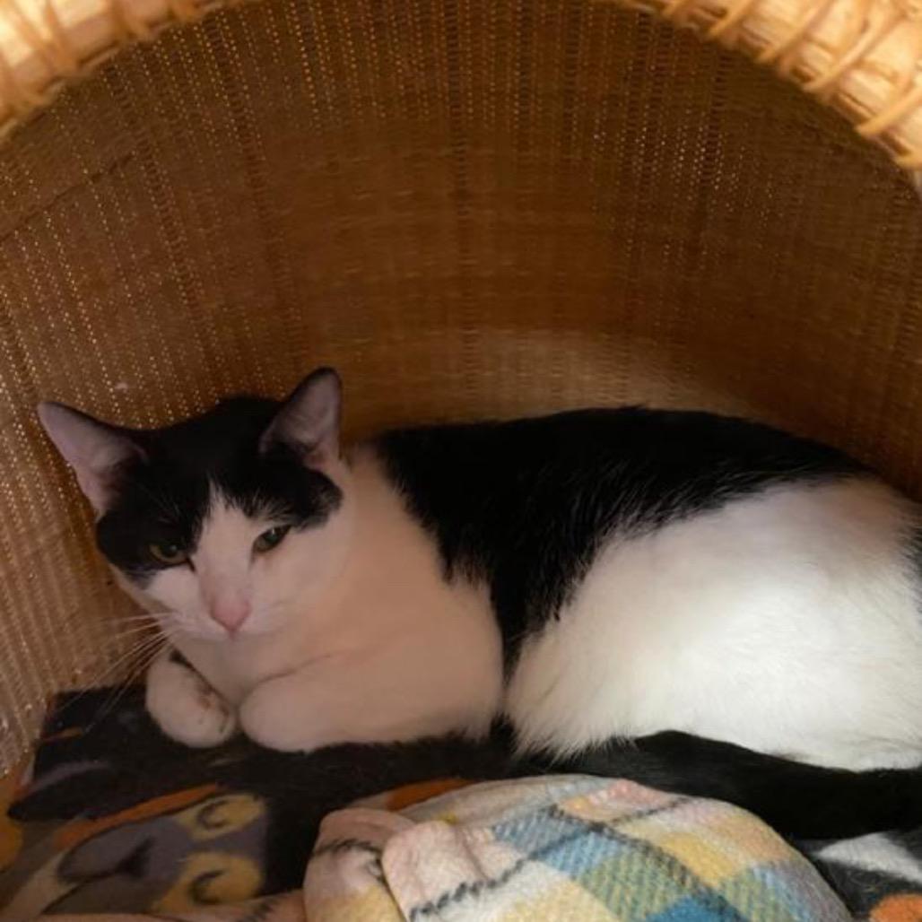 Arista, Adoptable, Adult Female Domestic Short Hair.