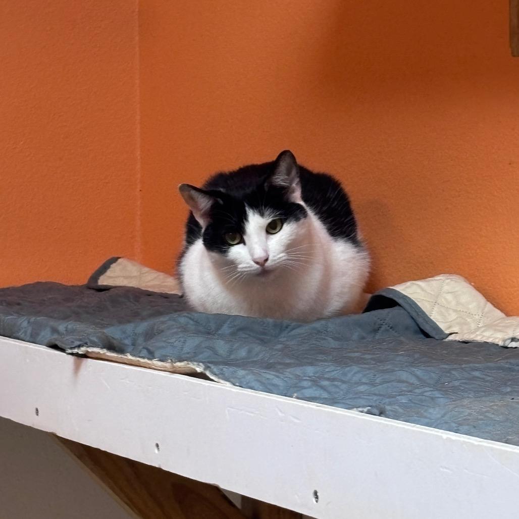 Enlarge Arista, a Adoptable Domestic Short Hair in Fulton, TX image 2/2