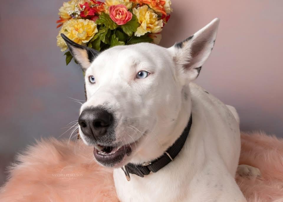Rey (Nina-Fostered in New England) photo 2