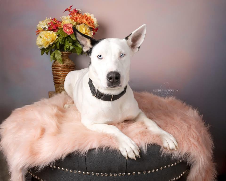 Rey (Nina-Fostered in New England) photo 3