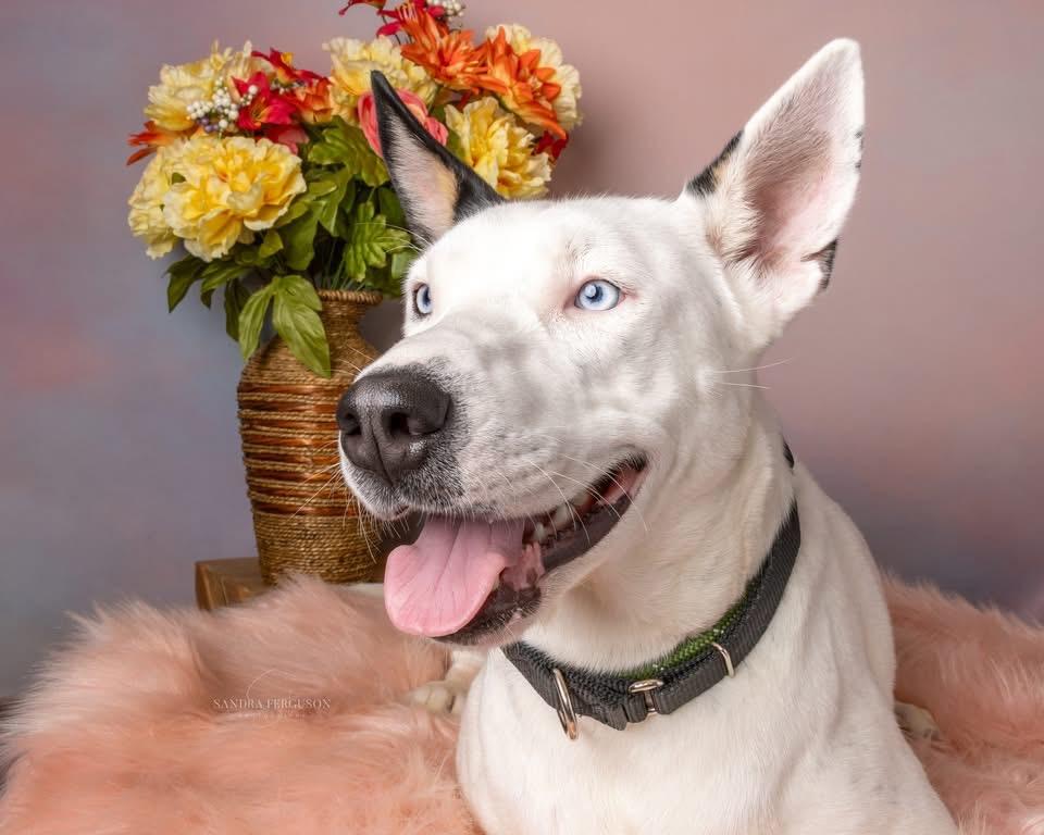 Enlarge Rey (Nina-Fostered in New England), a Adoptable mixed breed in Brooklyn, CT image 5/6
