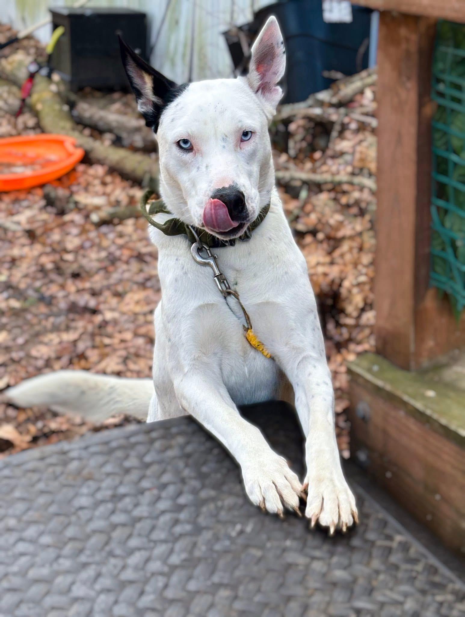 Rey (Nina-Fostered in New England)