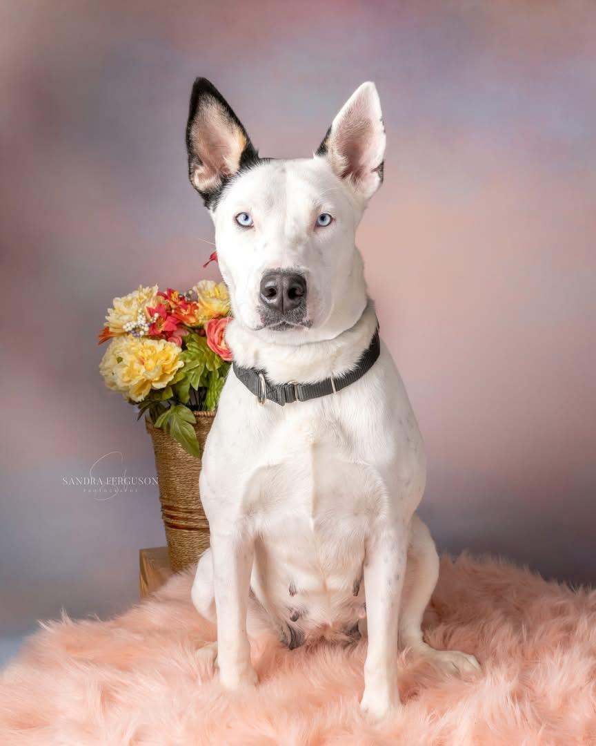 Enlarge Rey (Nina-Fostered in New England), a Adoptable mixed breed in Brooklyn, CT image 4/6