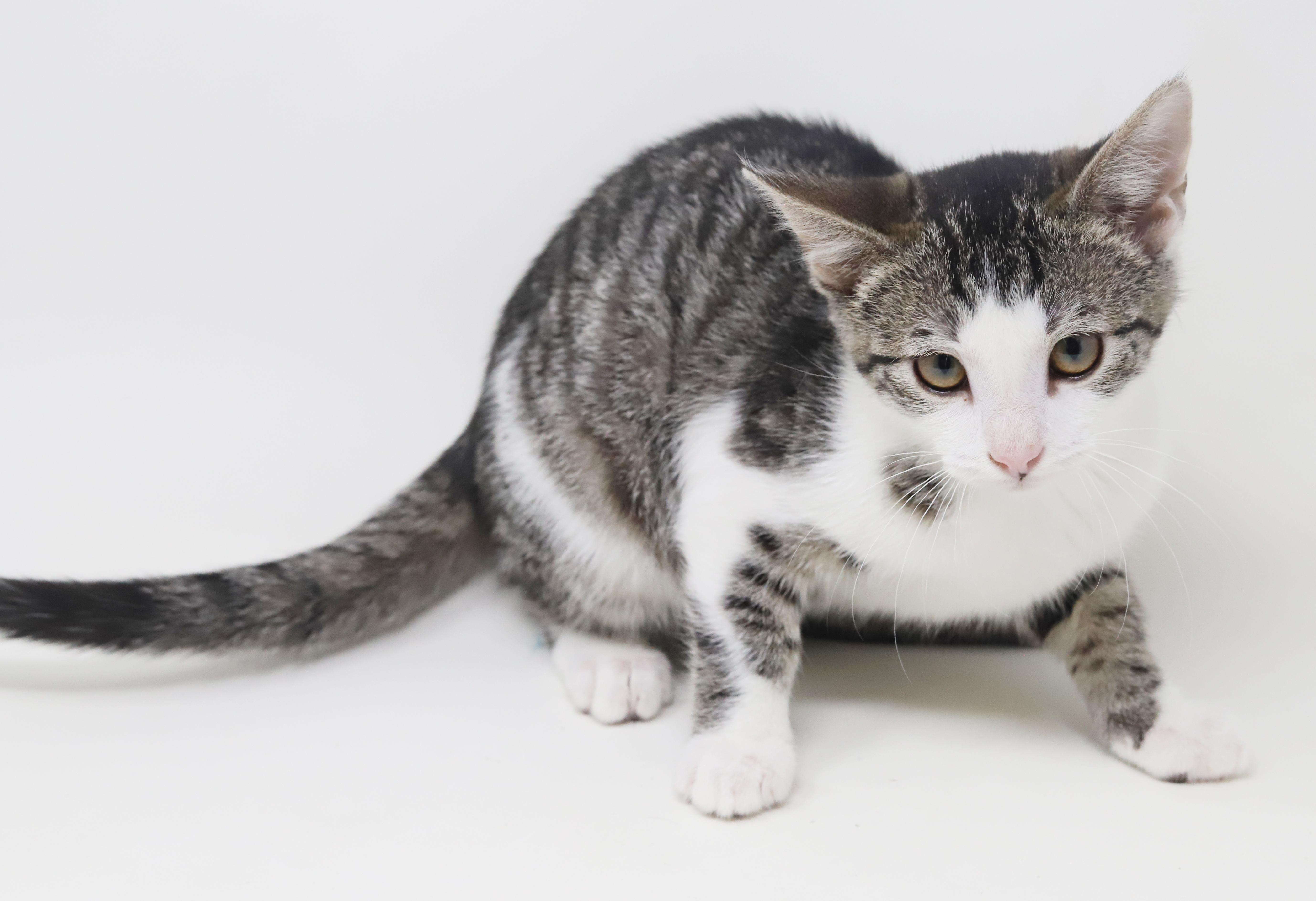 Enlarge Ron Weasley! Wonderful wonderful wonderful - even if name is silly lol!  Tiny tot!, a Adoptable mixed breed in Bedford Hills, NY image 2/6