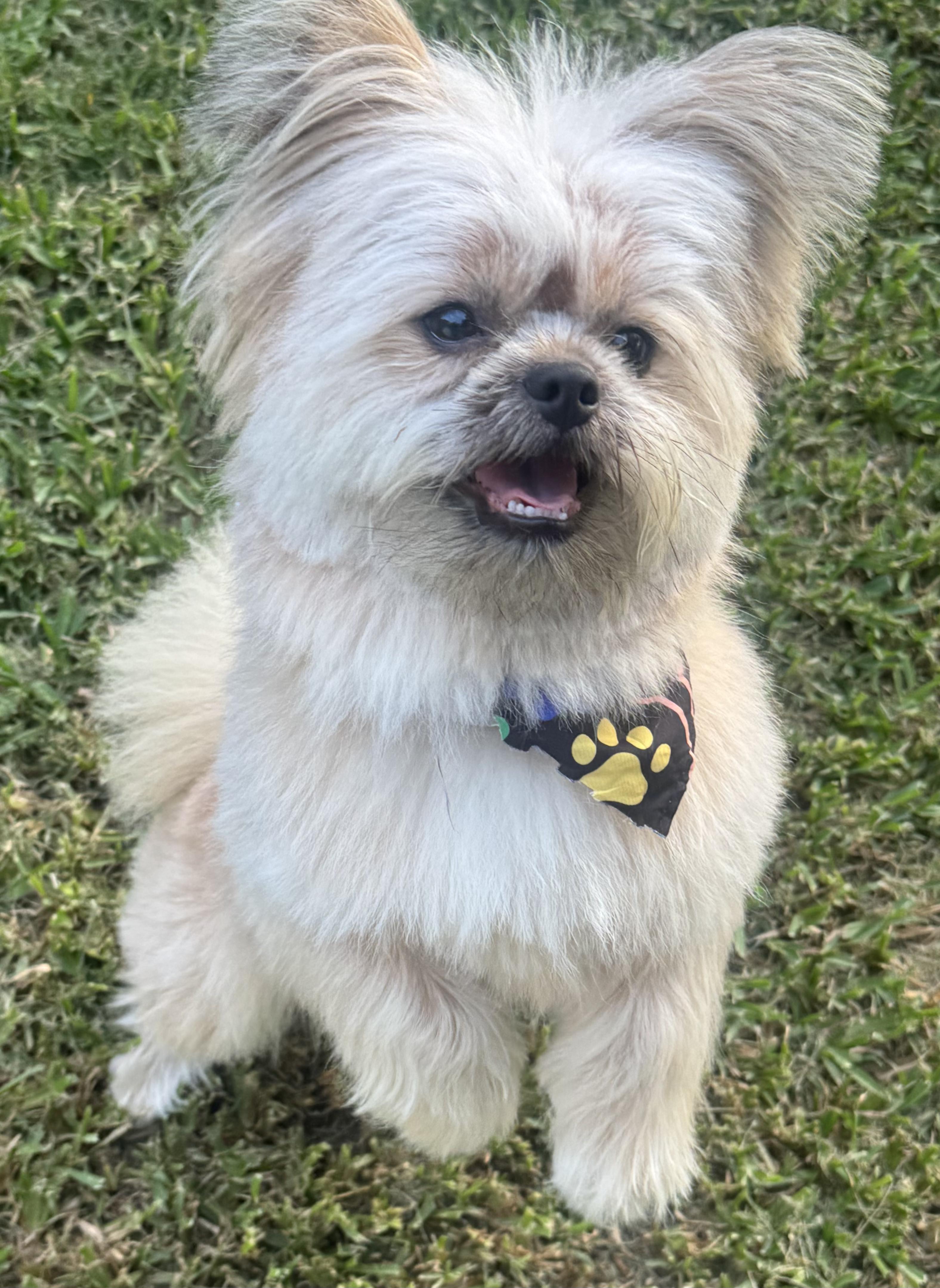 Jax , an adopted mixed breed in Houston, TX image 2/6