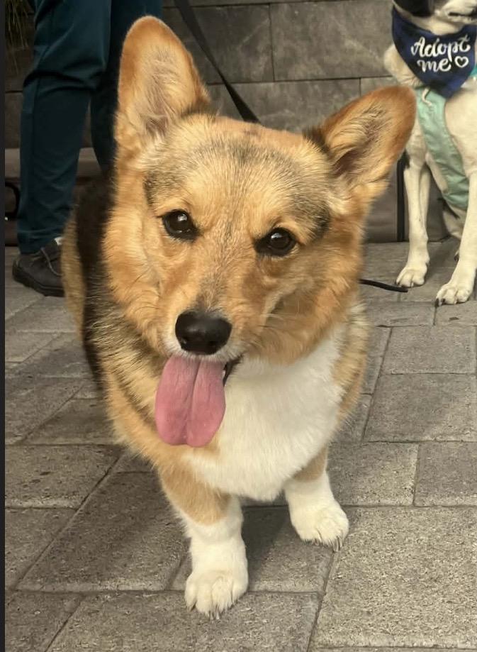 Enlarge Sophie, an adopted Corgi in Powell Butte, OR image 4/6