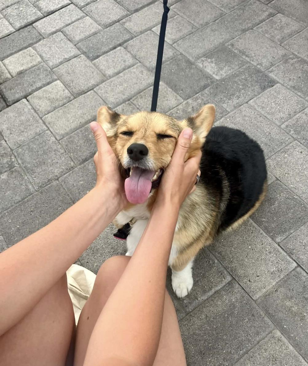 Enlarge Sophie, an adopted Corgi in Powell Butte, OR image 6/6