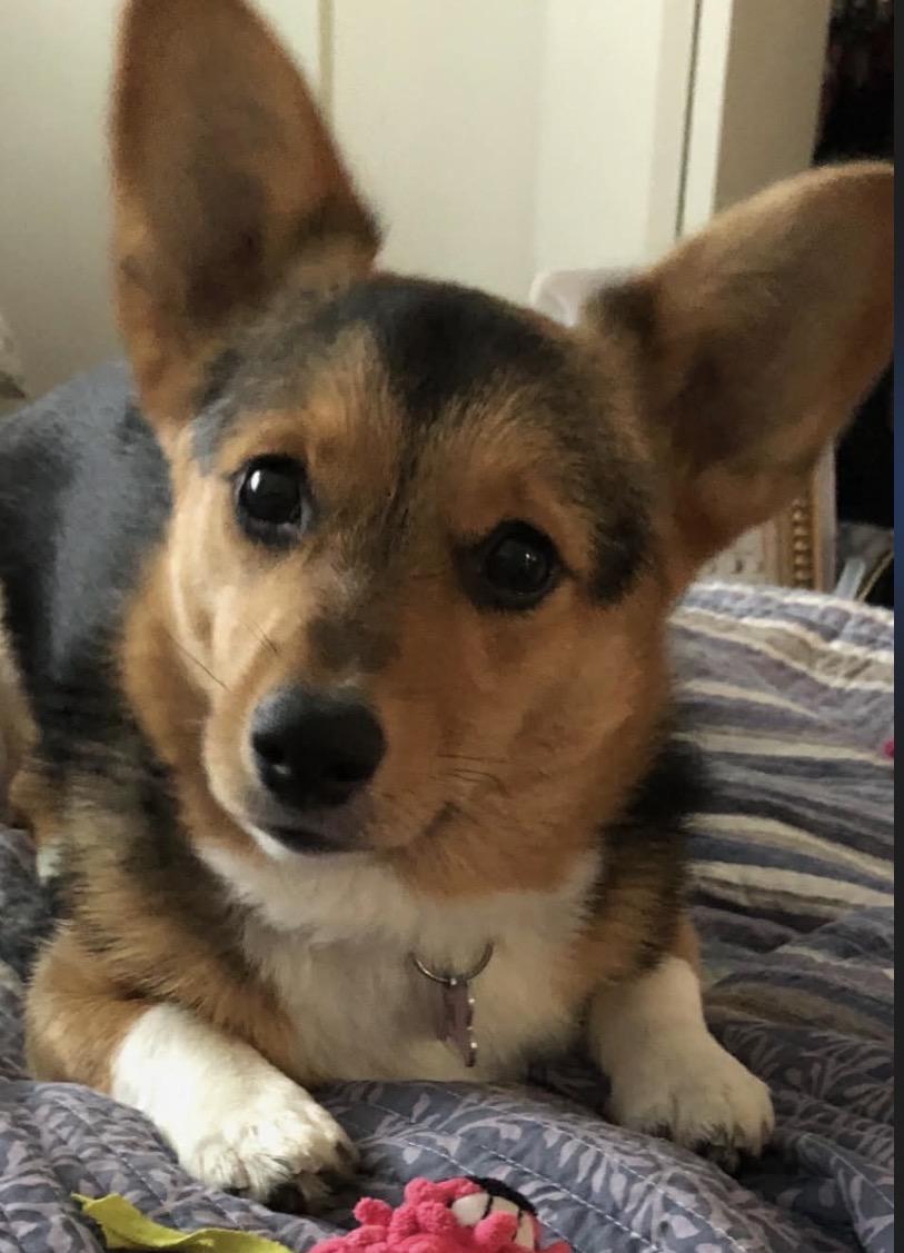Enlarge Sophie, an adopted Corgi in Powell Butte, OR image 2/6