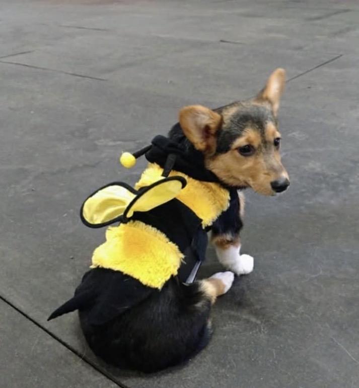 Enlarge Sophie, an adopted Corgi in Powell Butte, OR image 3/6