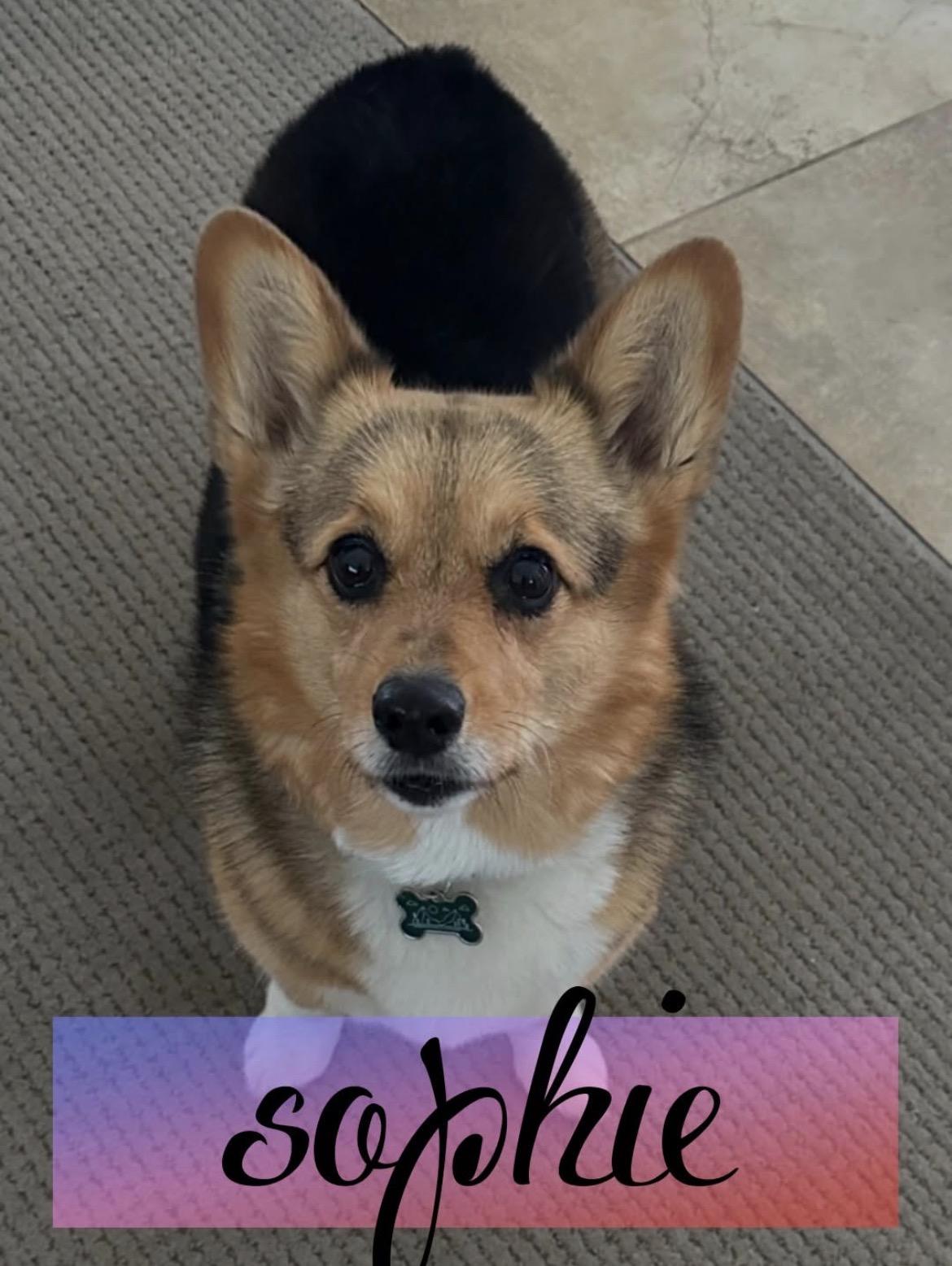 Enlarge Sophie, a ADOPTABLE Corgi in Powell Butte, OR image 1/1