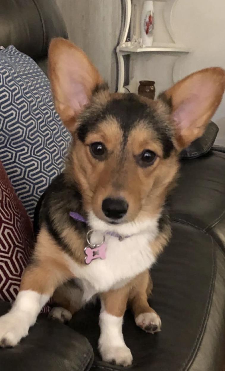 Enlarge Sophie, an adopted Corgi in Powell Butte, OR image 5/6