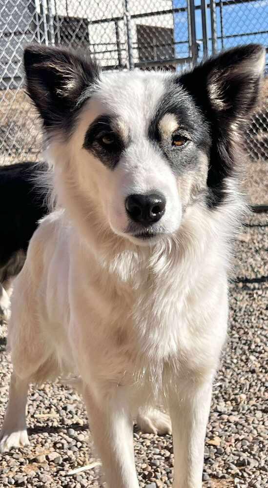 Enlarge Frack, a Adoptable mixed breed in Cortez, CO image 1/1