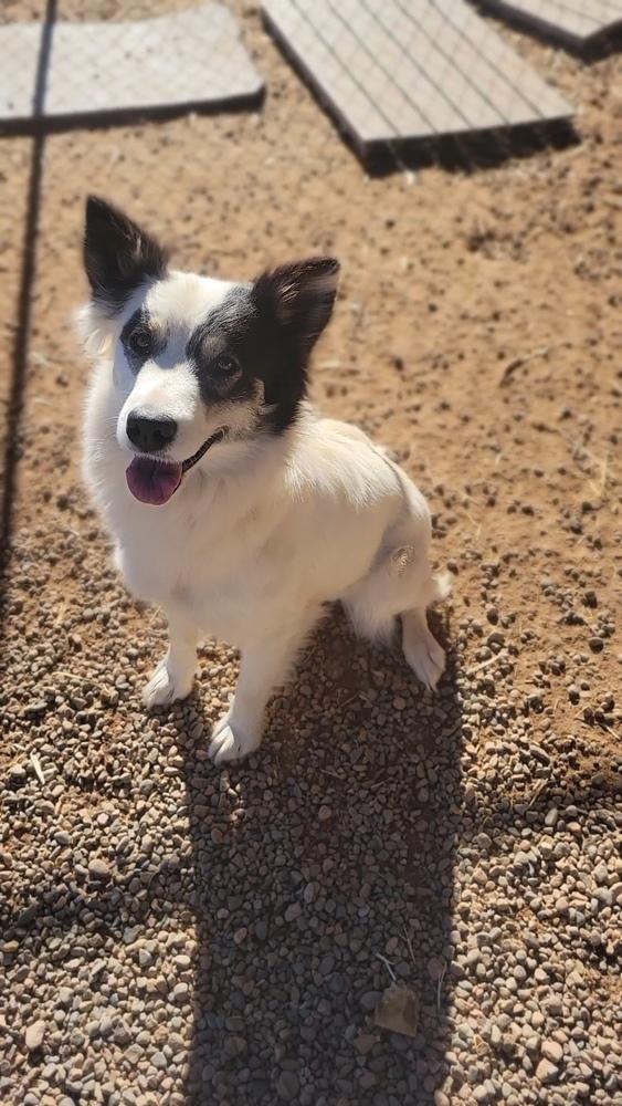 Enlarge Frack, a Adoptable mixed breed in Cortez, CO image 2/3