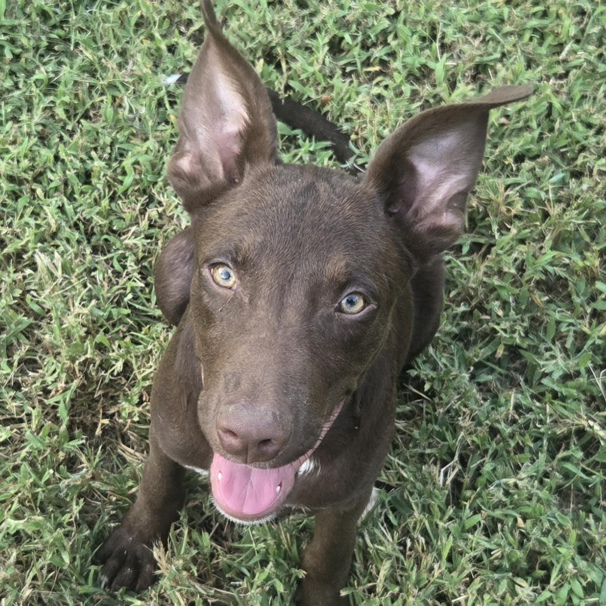 Elliot, Adoptable, Puppy Male Hound & Mixed Breed.