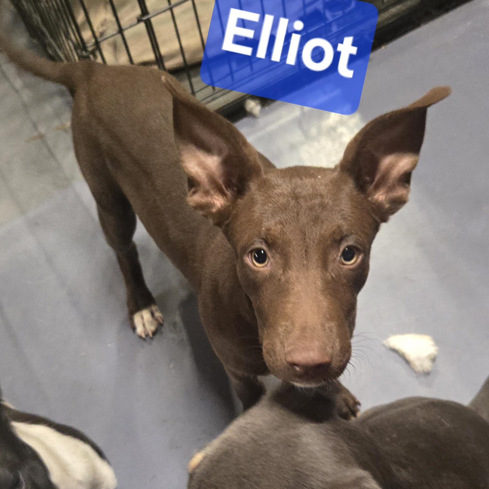 Enlarge Elliot, a Adoptable mixed breed in Medfield, MA image 4/5