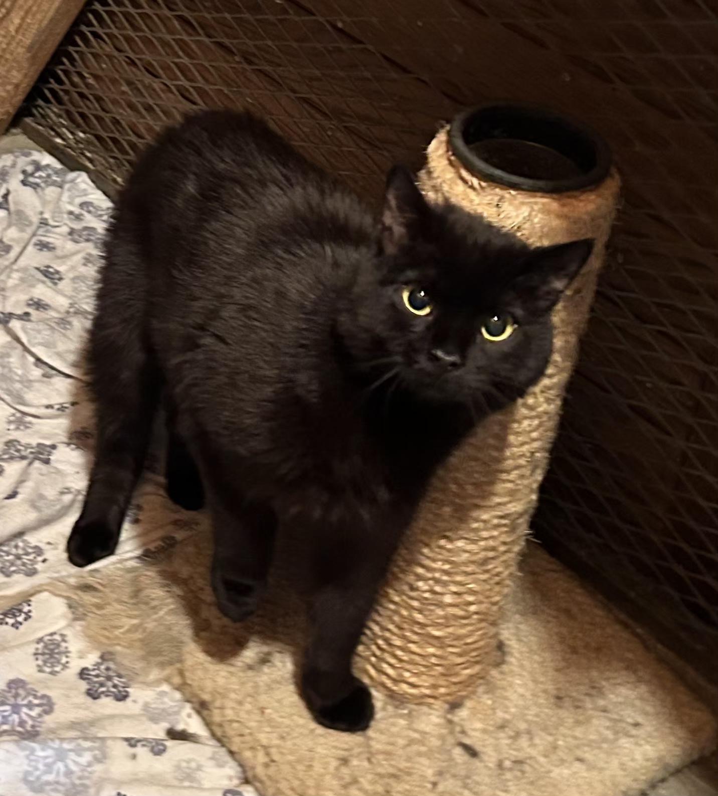 Zachary, Young Male Domestic Short Hair
