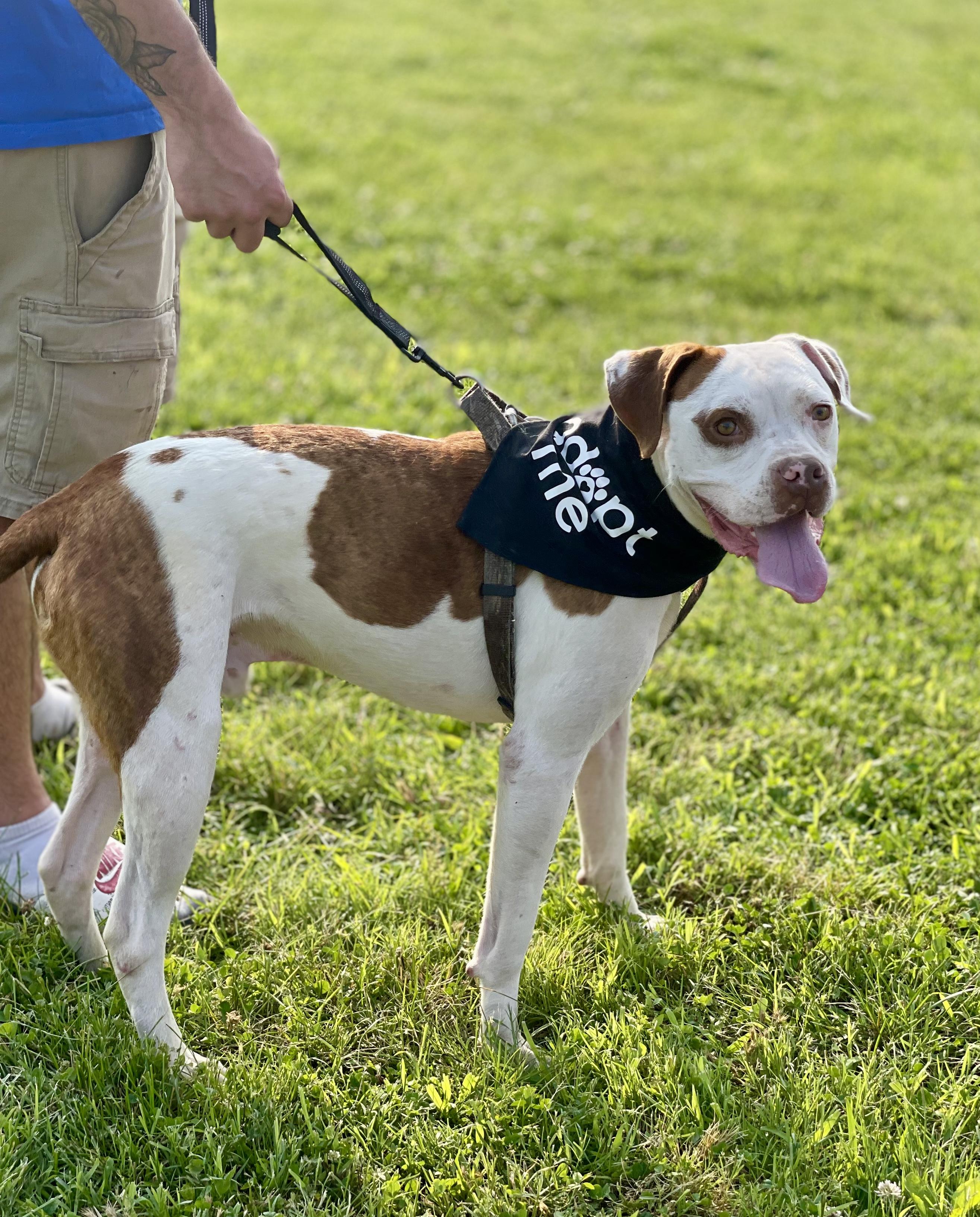 Alfie - Sponsored Adoption
