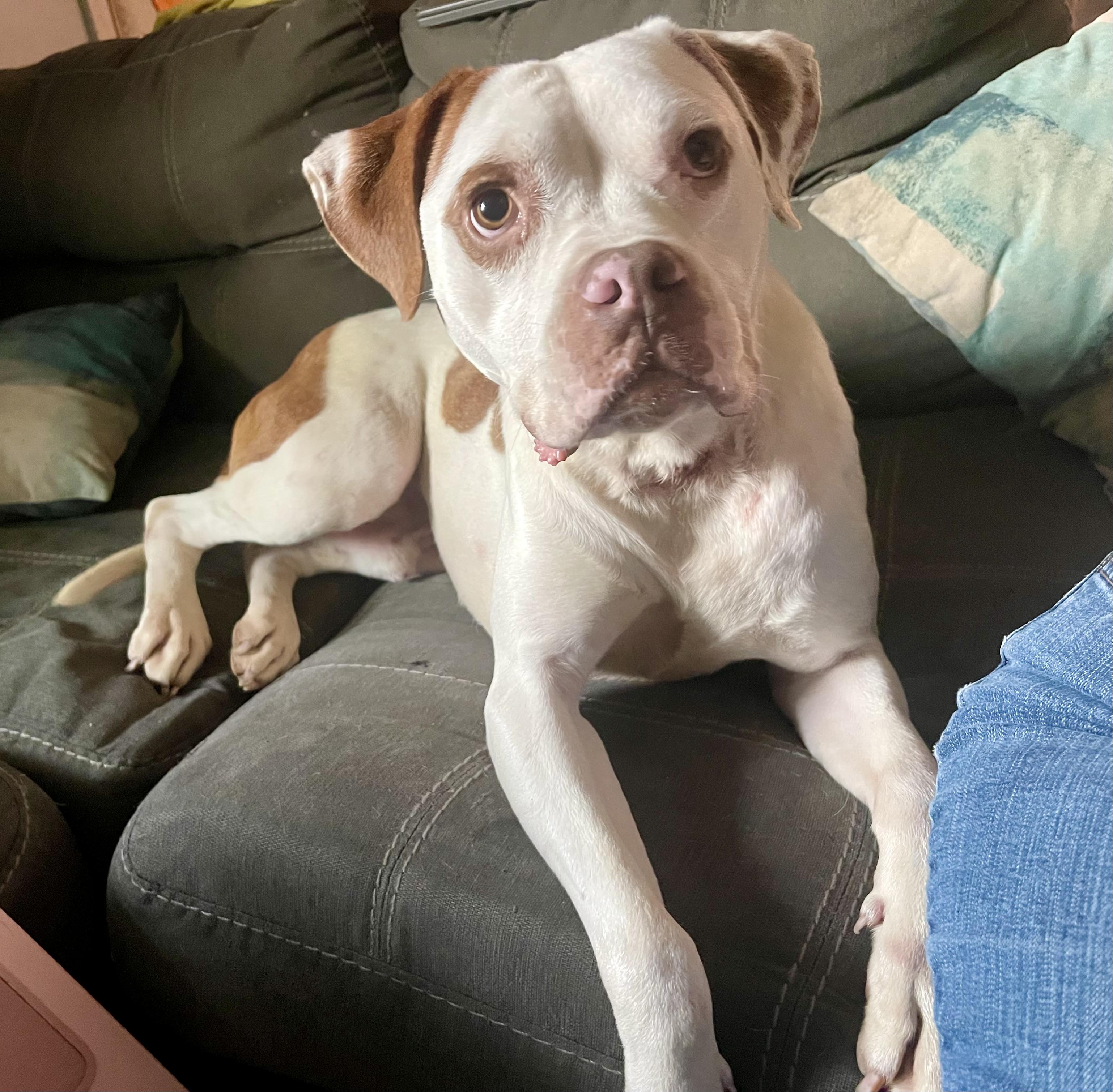 Alfie - Sponsored Adoption 4