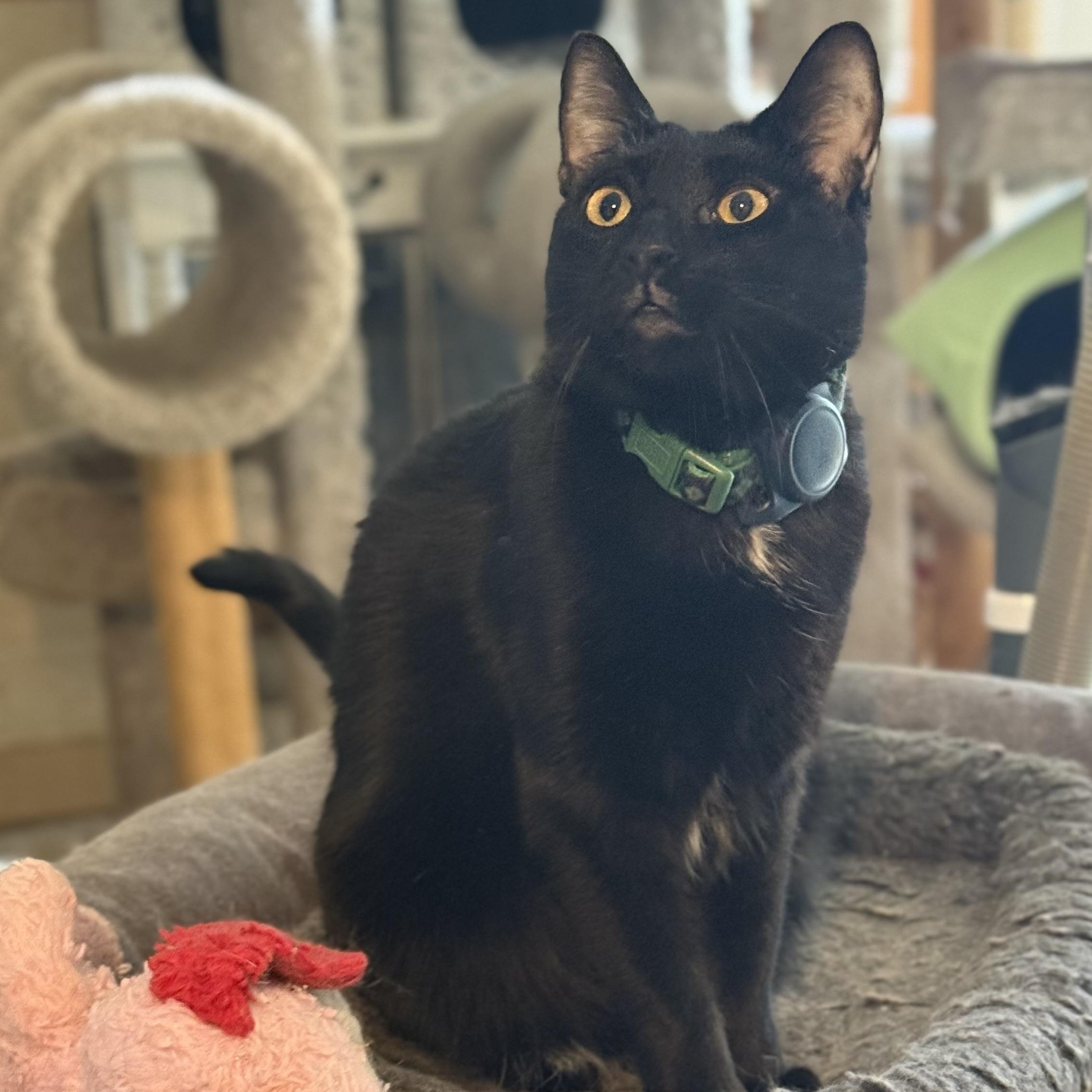 Enlarge Lapsang, a ADOPTABLE mixed breed in Sherman Oaks, CA image 4/6