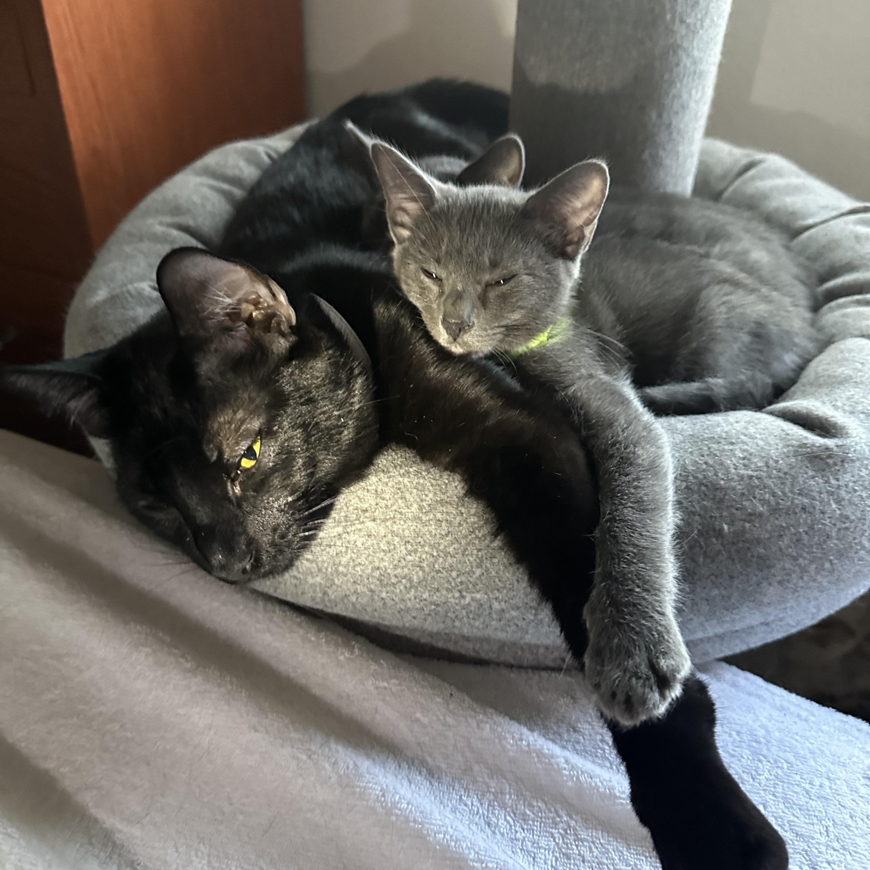 Enlarge Lapsang, a ADOPTABLE mixed breed in Sherman Oaks, CA image 5/6