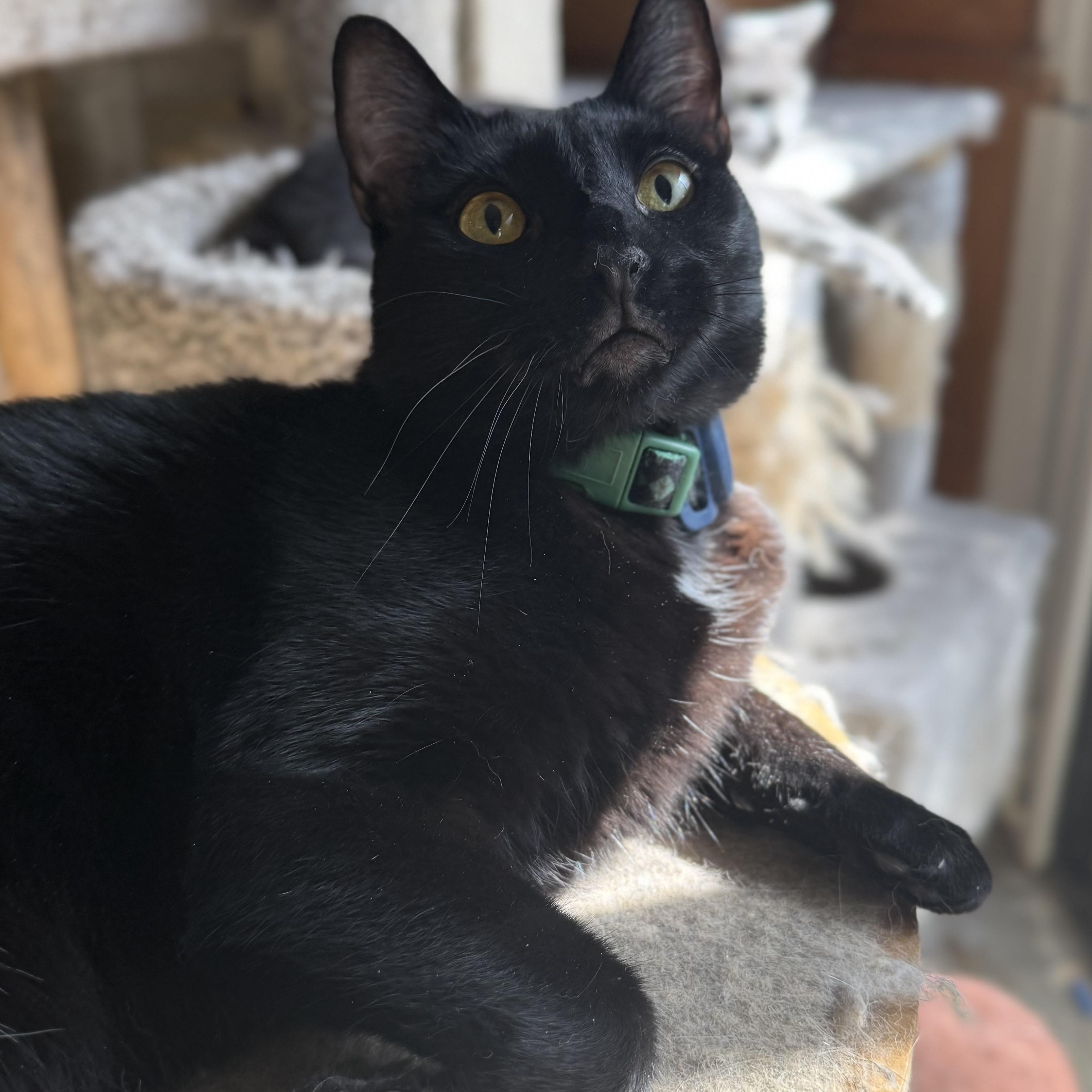 Enlarge Lapsang, a ADOPTABLE mixed breed in Sherman Oaks, CA image 2/6