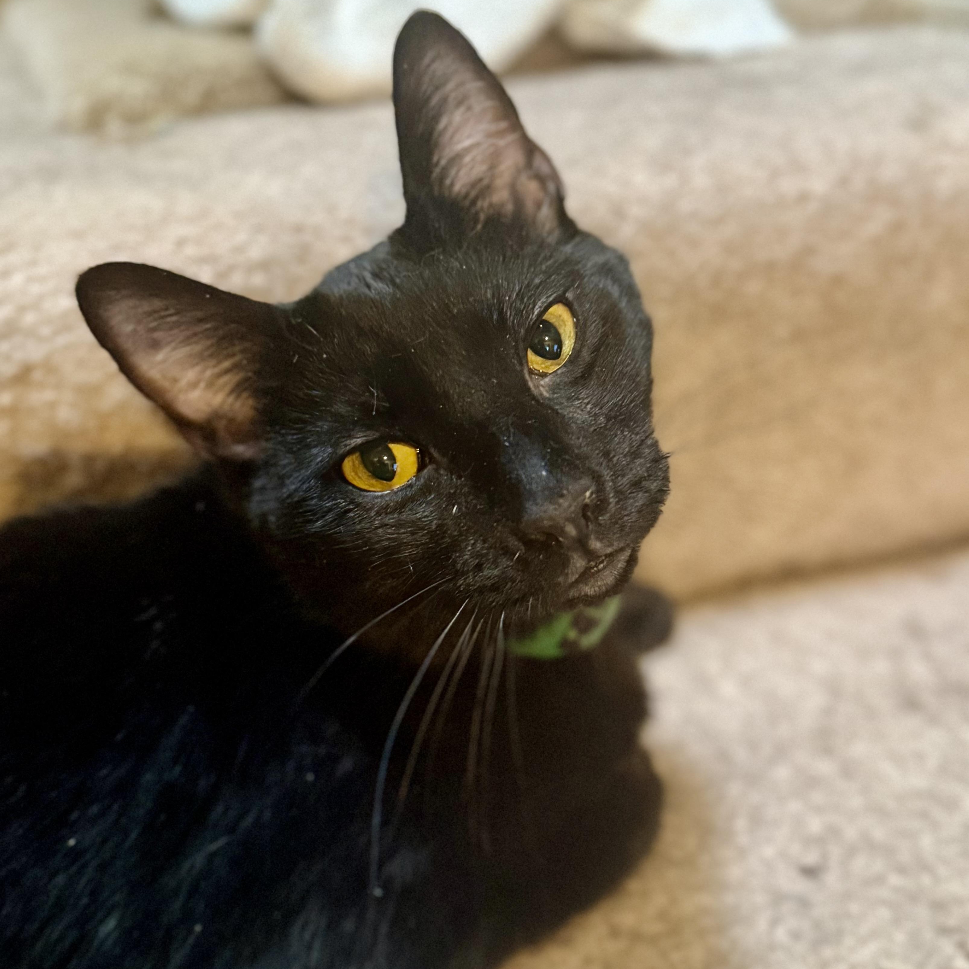 Enlarge Lapsang, a ADOPTABLE mixed breed in Sherman Oaks, CA image 6/6