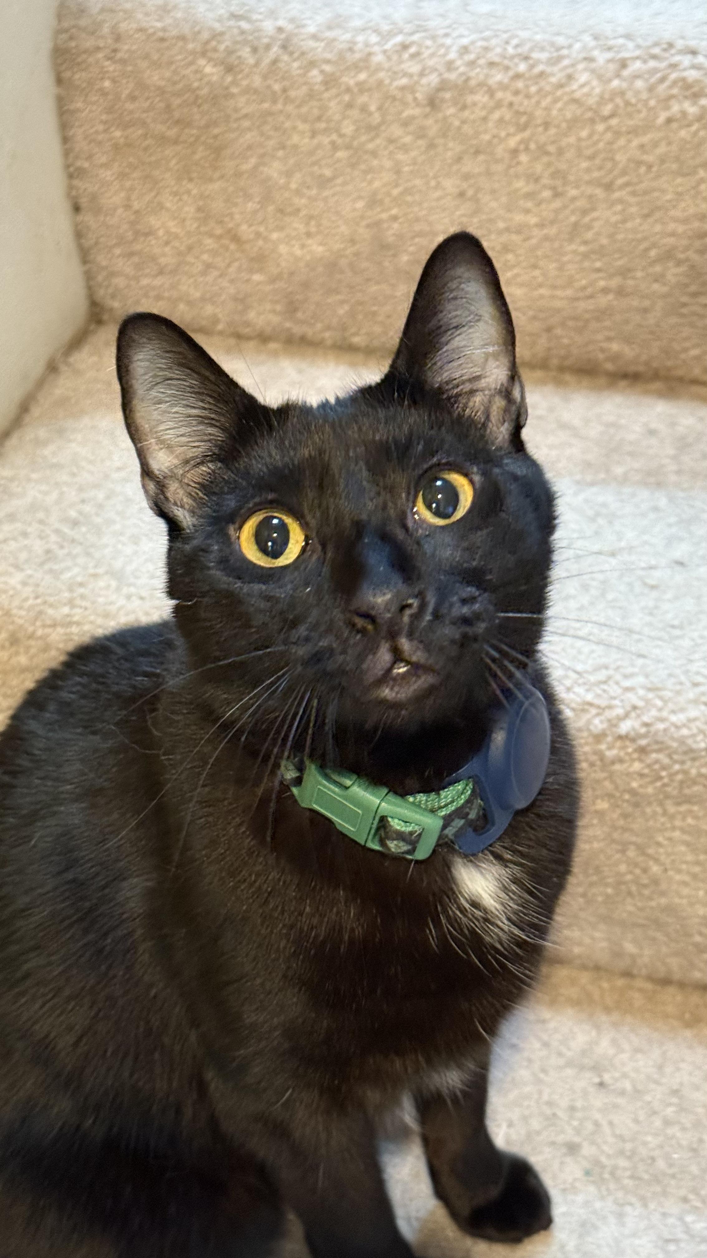 Lapsang, ADOPTABLE, Adult Male Tuxedo & Bombay.