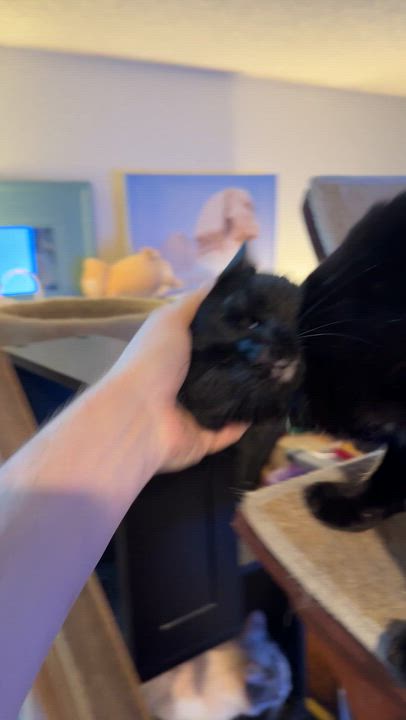 Enlarge Lapsang, a ADOPTABLE mixed breed in Sherman Oaks, CA video 3/6