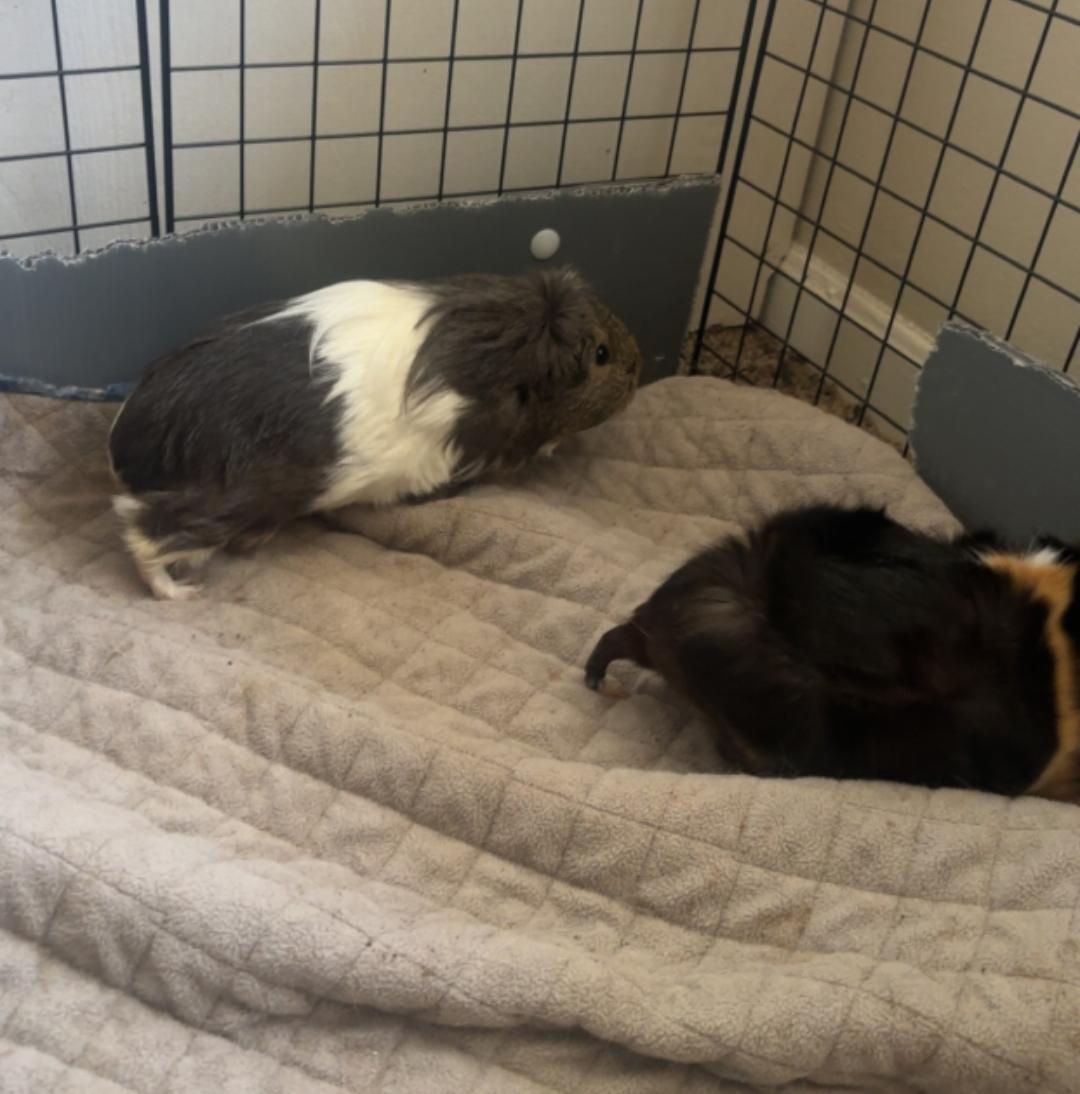 Chai, Mocha, & Milky Way