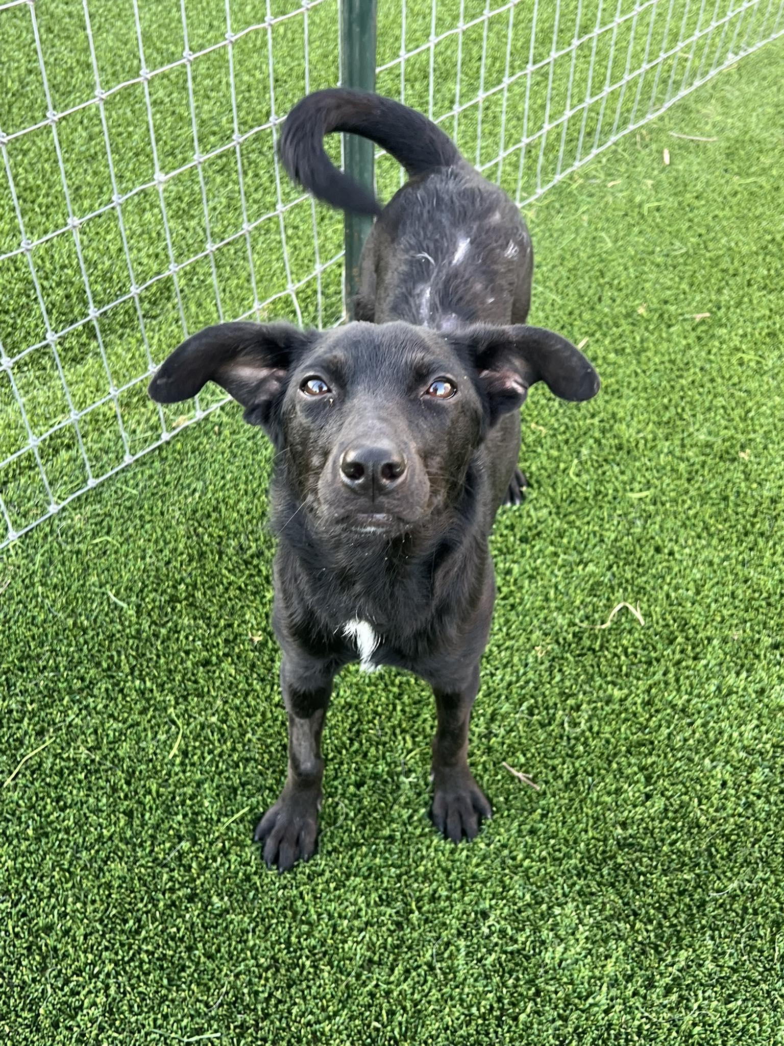 Ember, Adoptable, Young Female Mixed Breed.