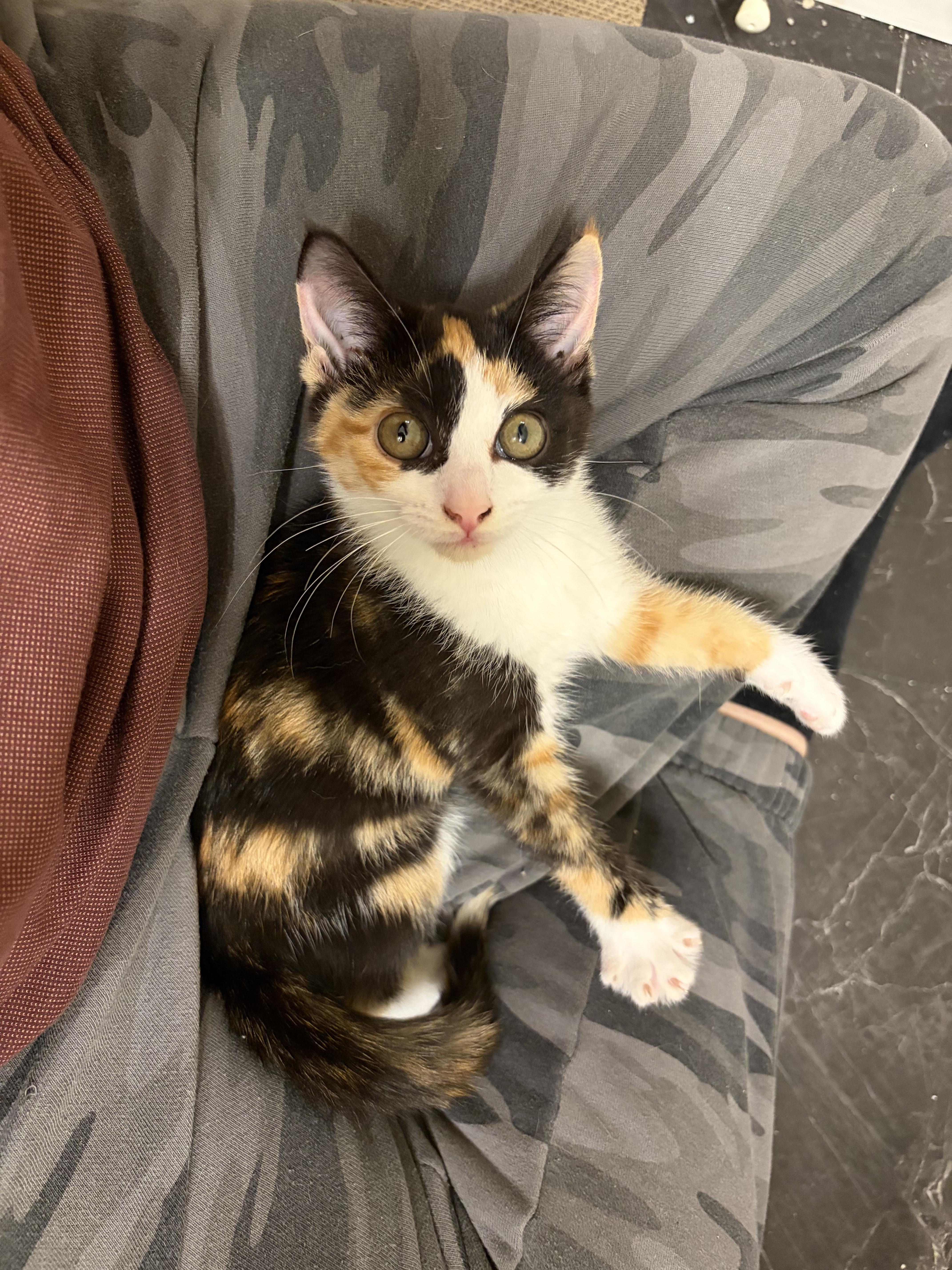 Enlarge Posie, an adopted Calico in Columbus, OH image 2/6
