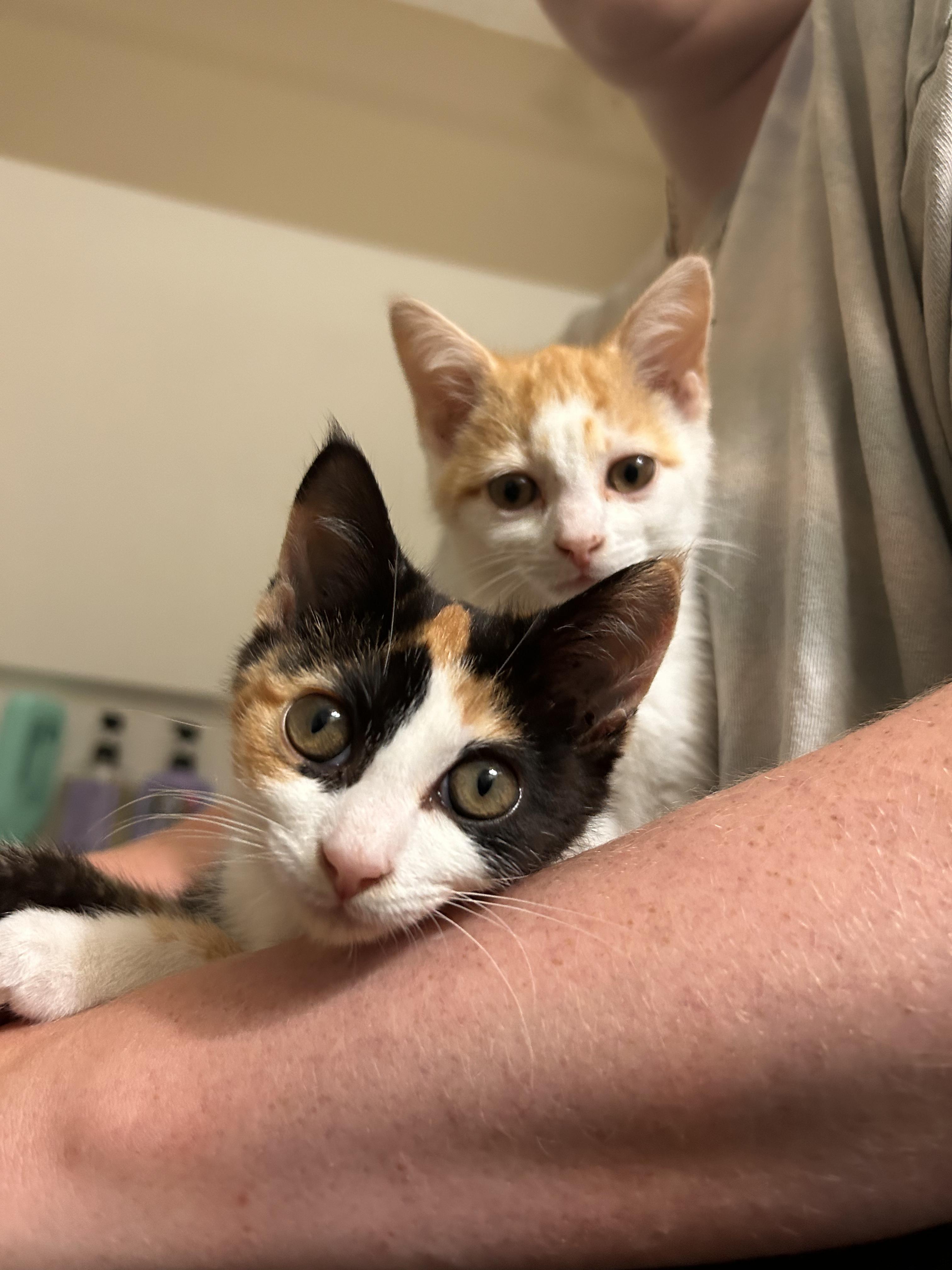 Enlarge Posie, an adopted Calico in Columbus, OH image 5/6