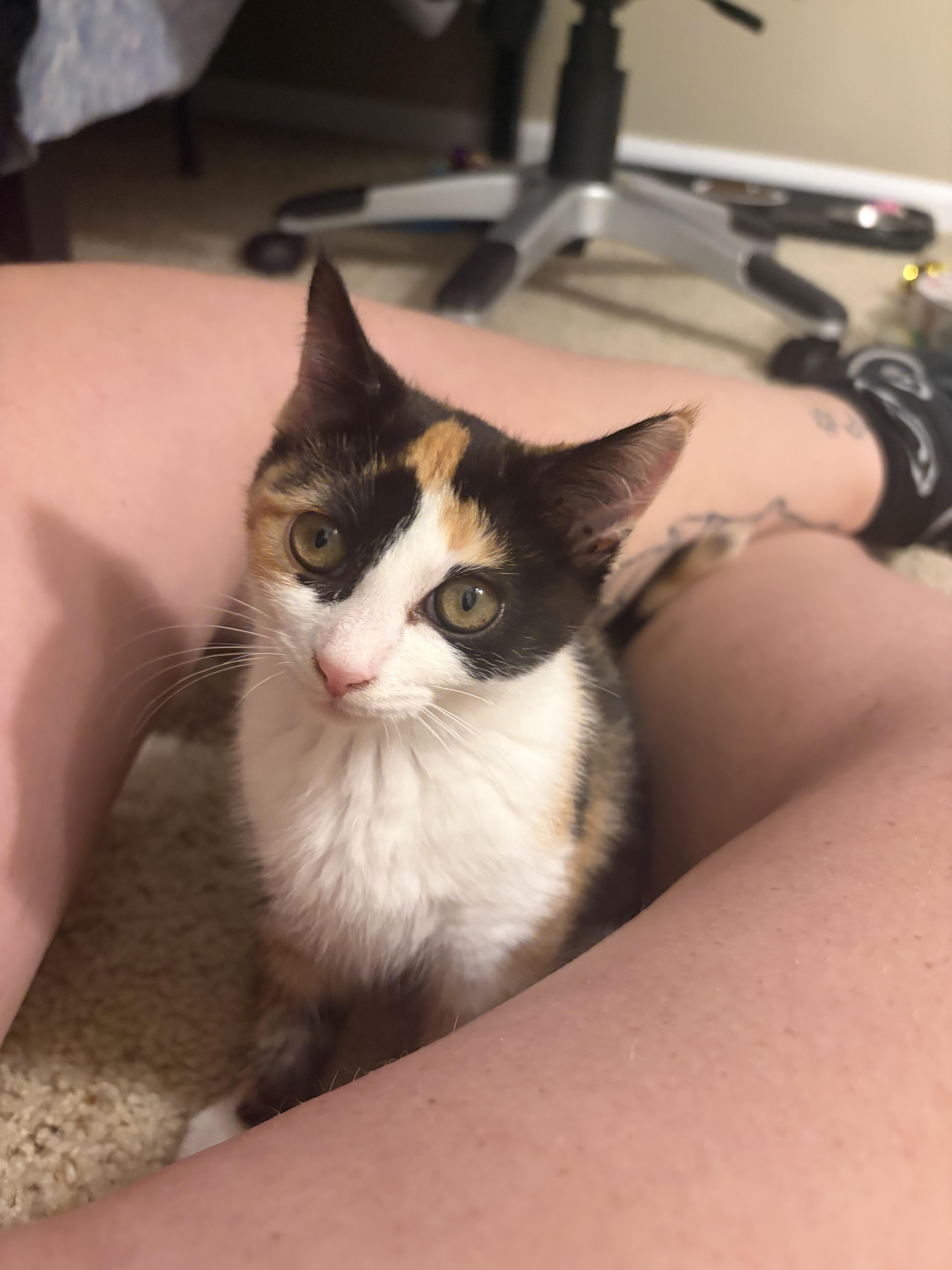 Posie, adopted, Kitten Female Calico.