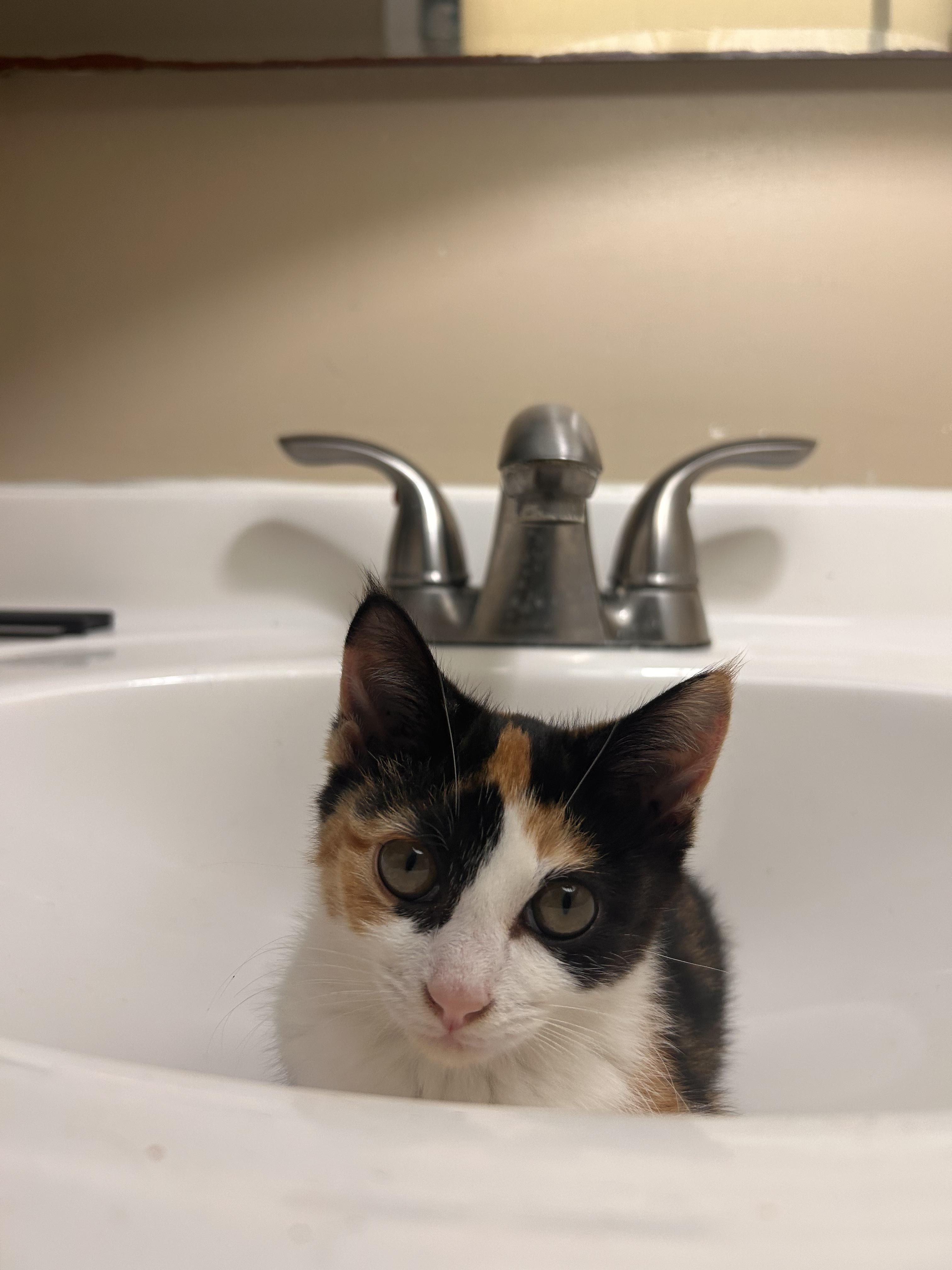 Enlarge Posie, an adopted Calico in Columbus, OH image 4/6